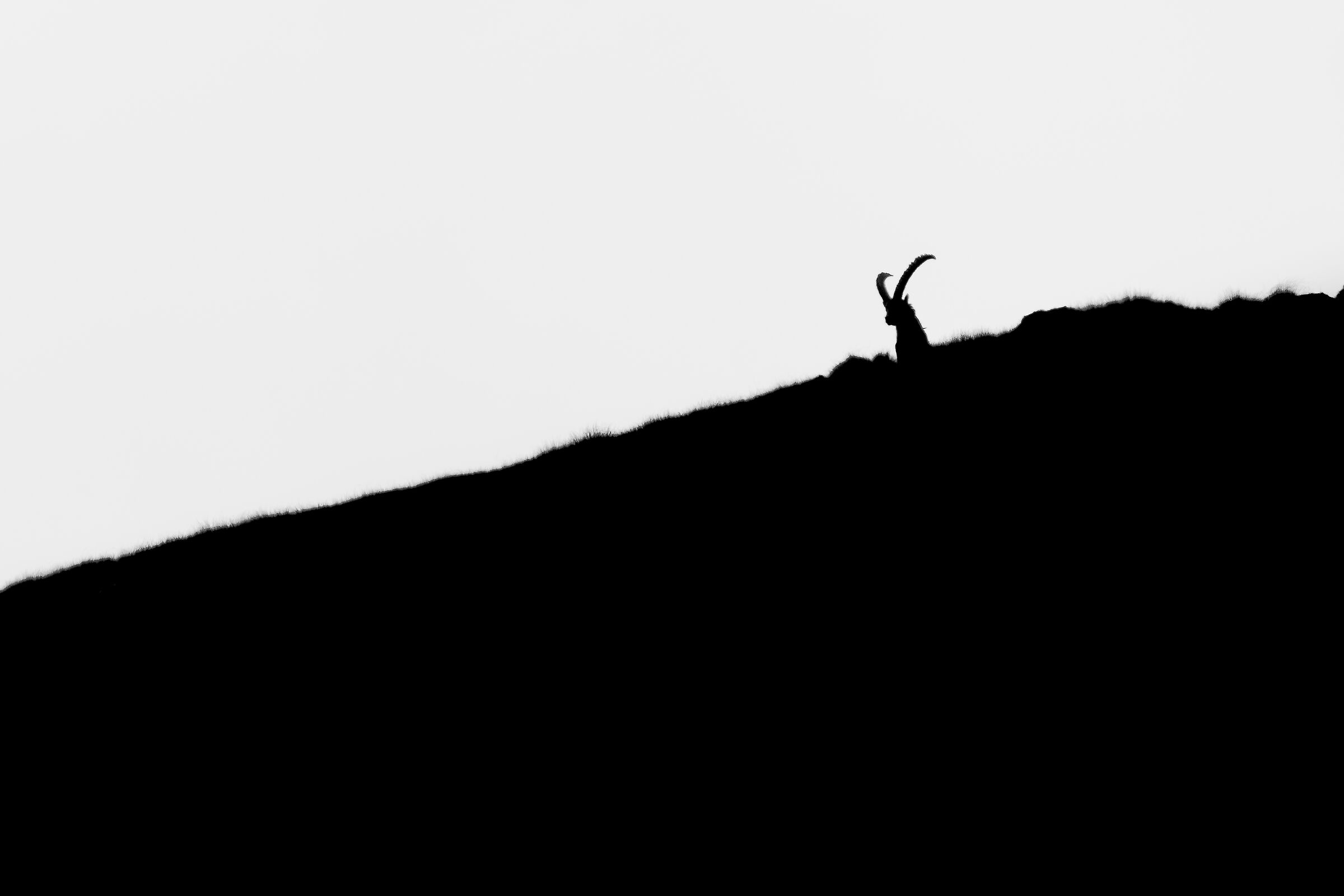 Silhouette Alpina