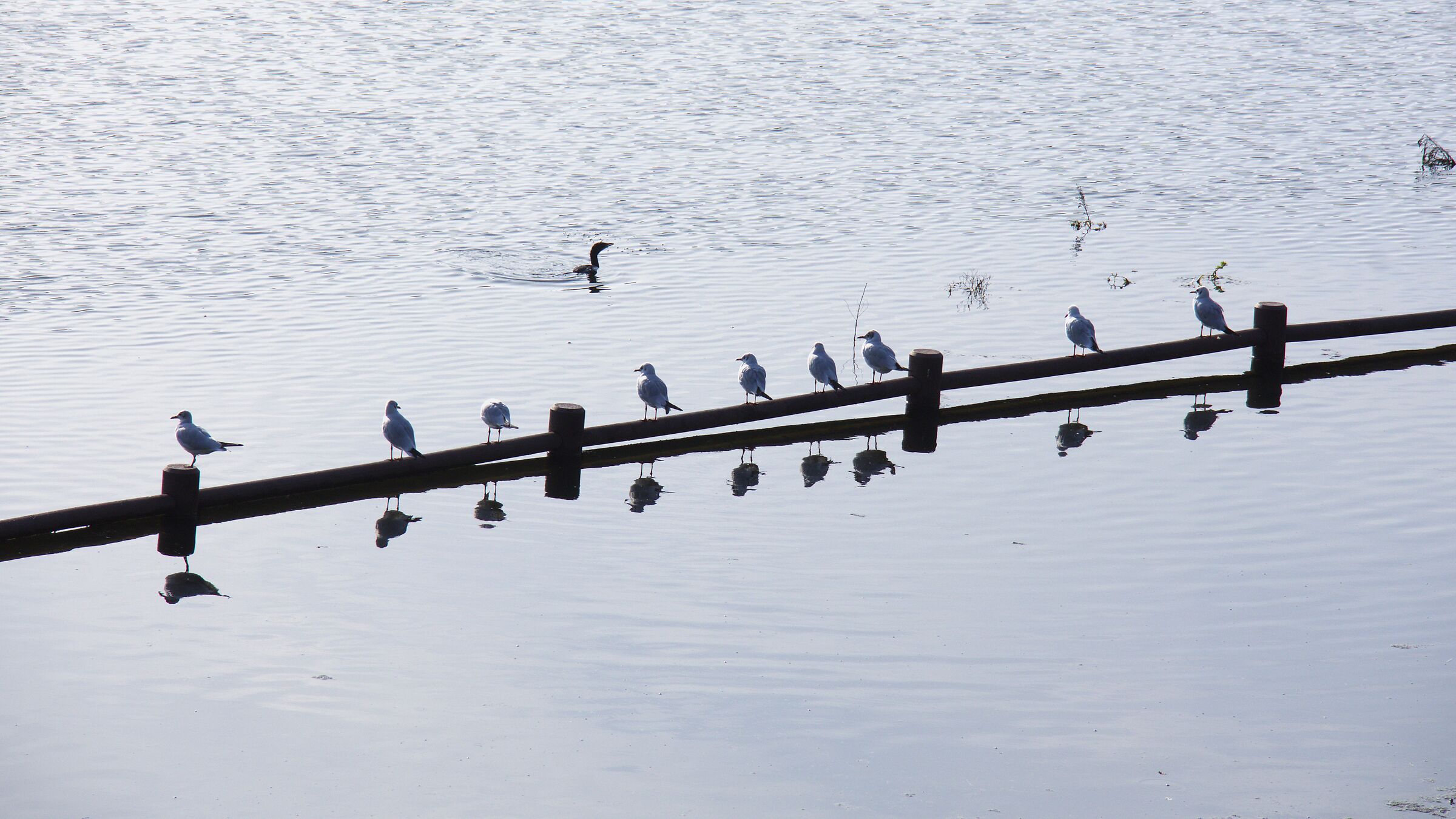spectators