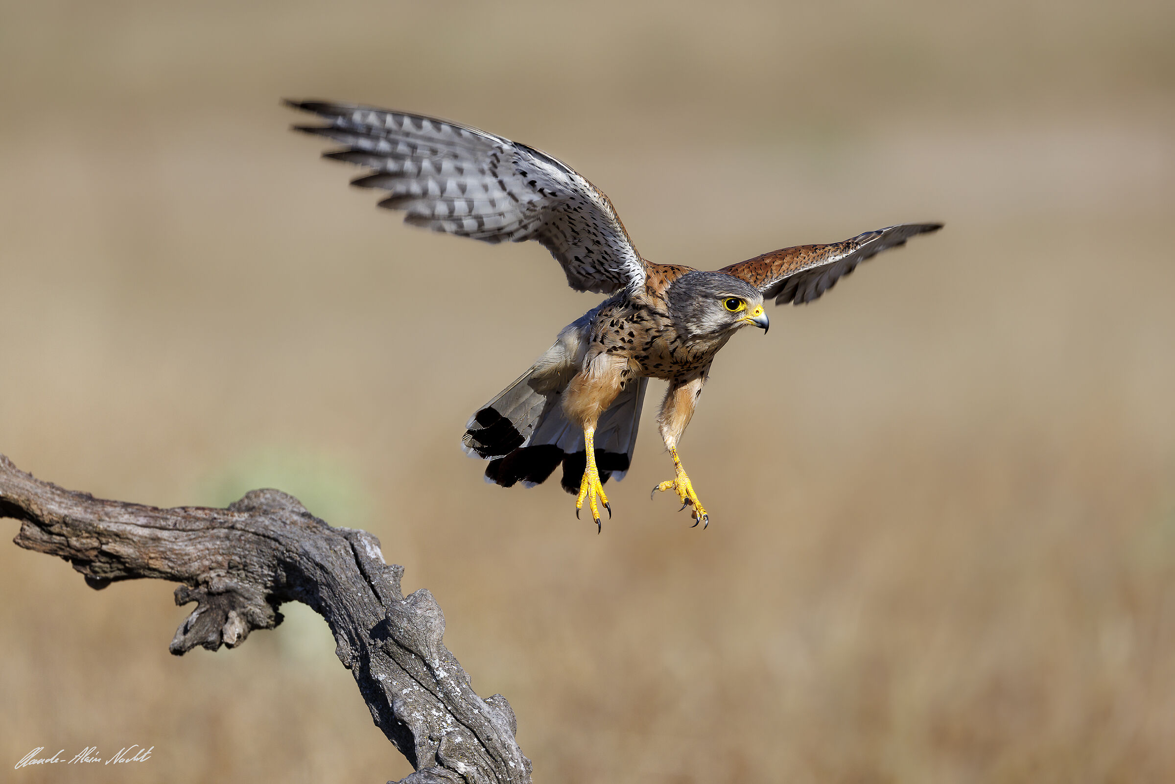 Male common kestrel in flight