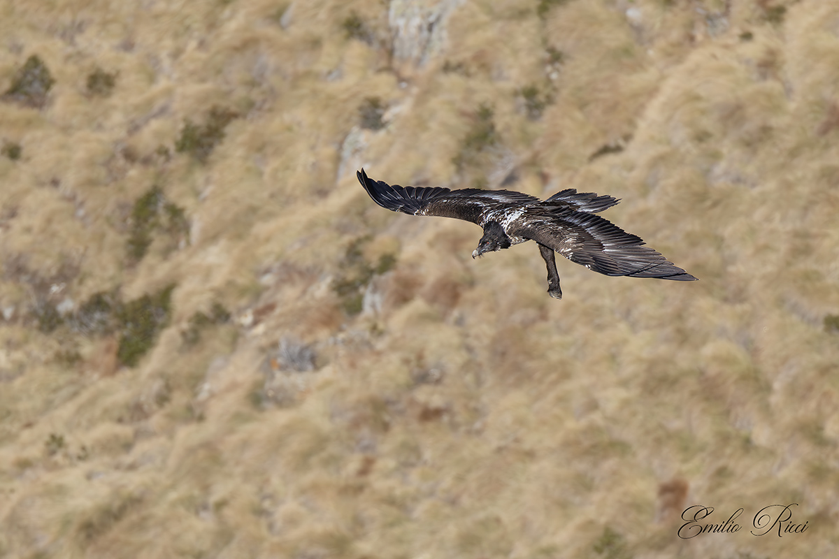 Bearded Vulture