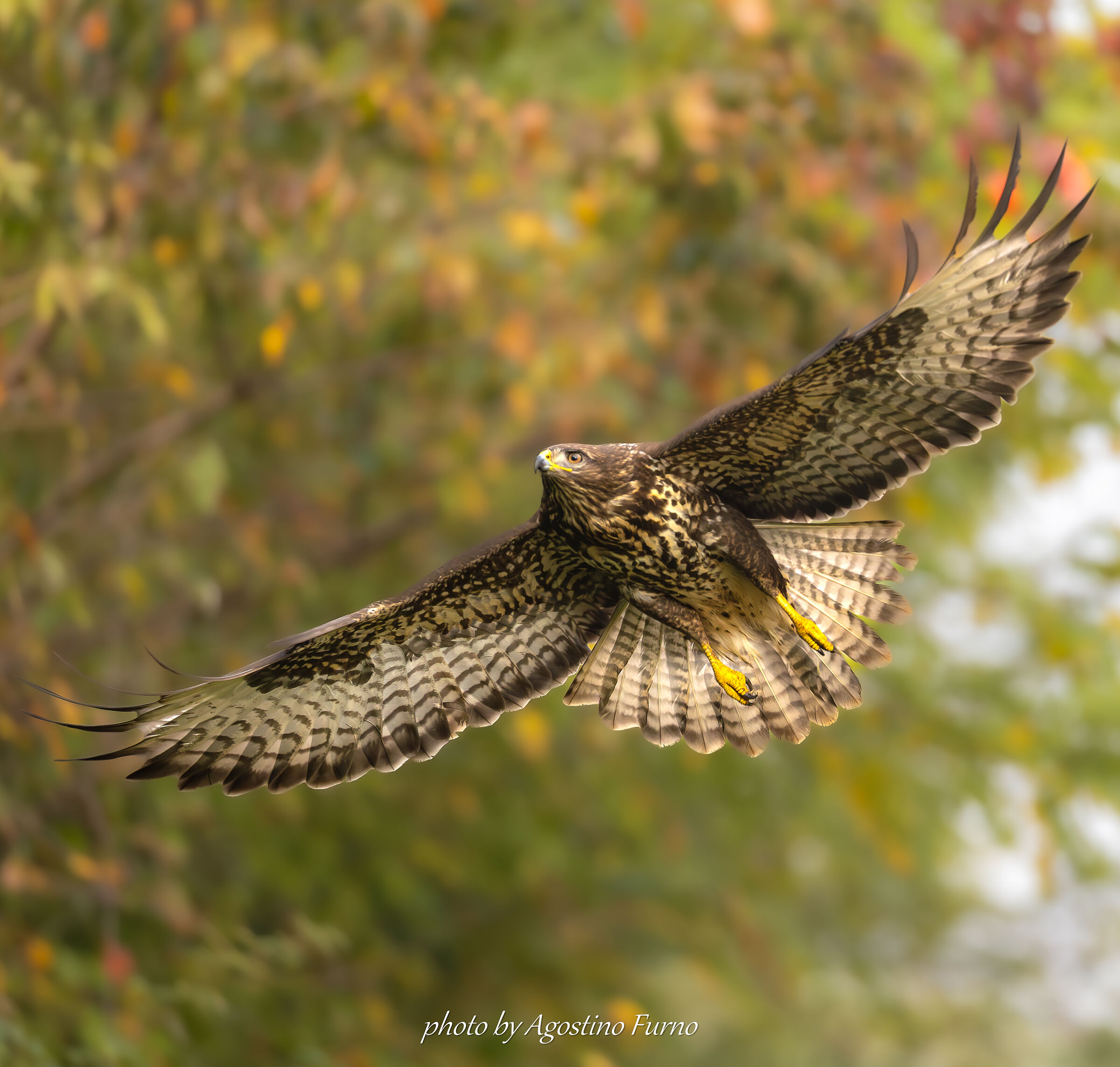 Buzzard