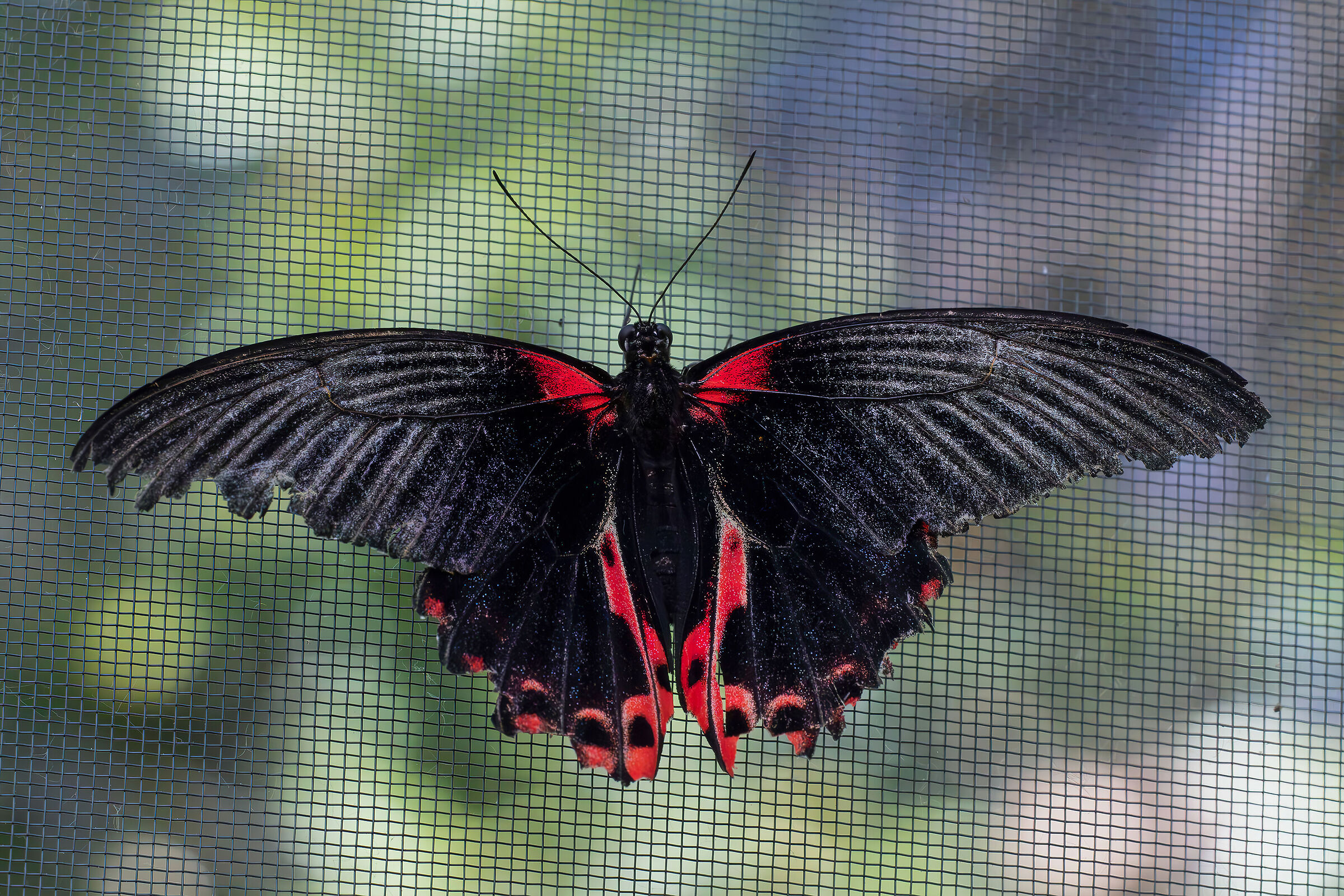 Papilio rumanzovia