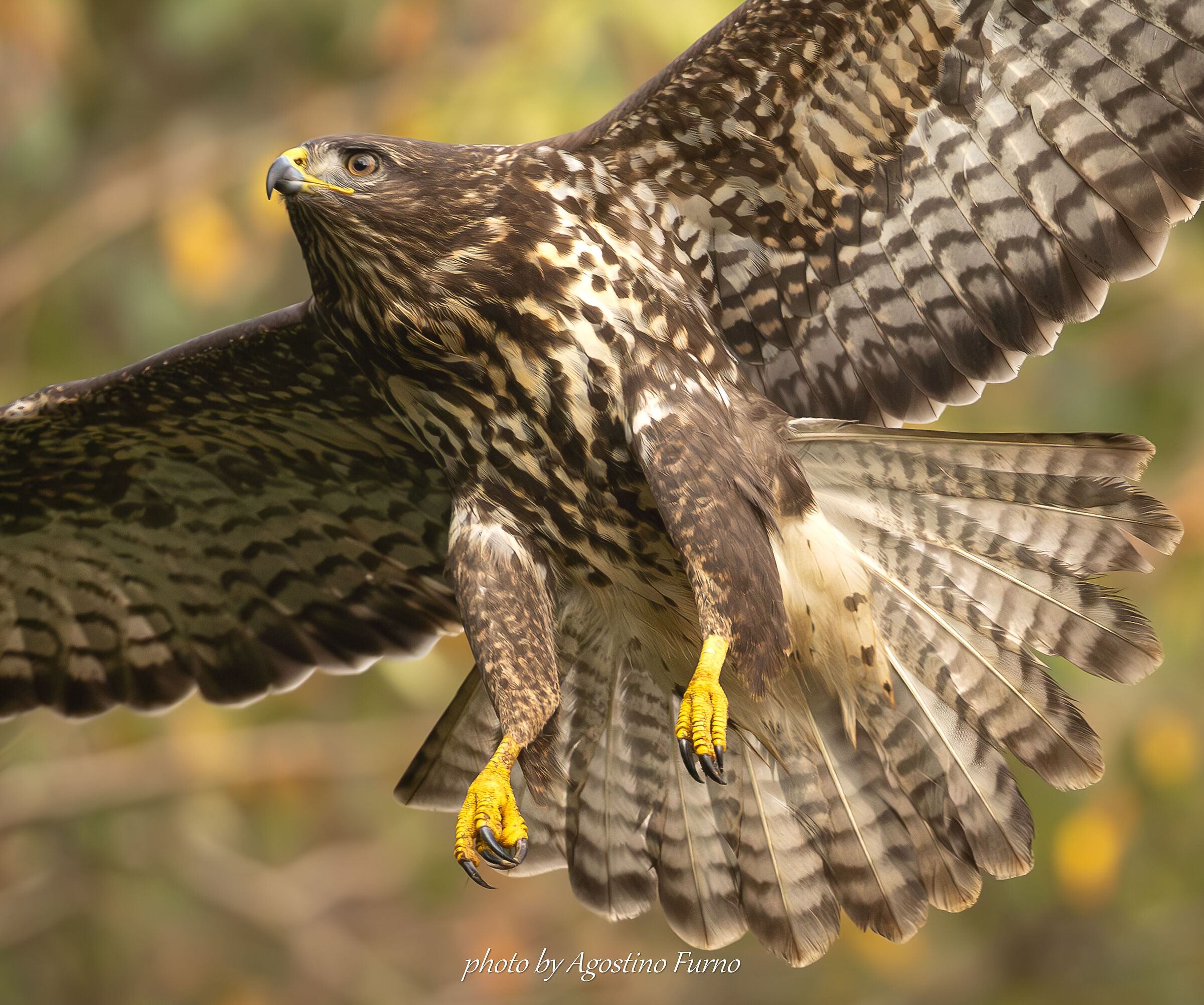 Buzzard