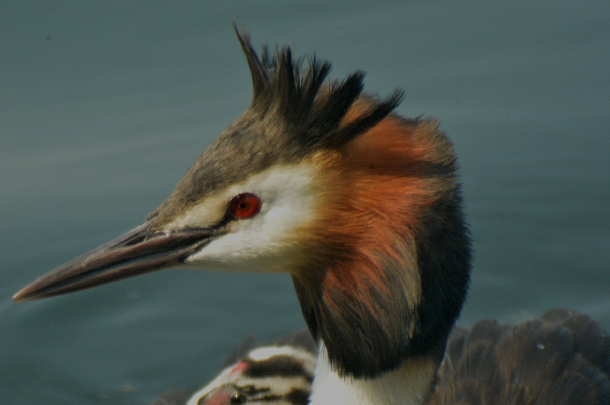 Portrait of Great Crested Grebe
