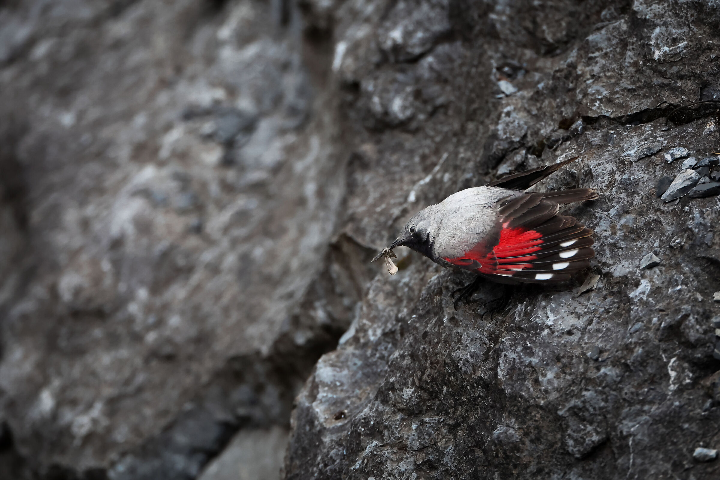 Wallcreeper in livery