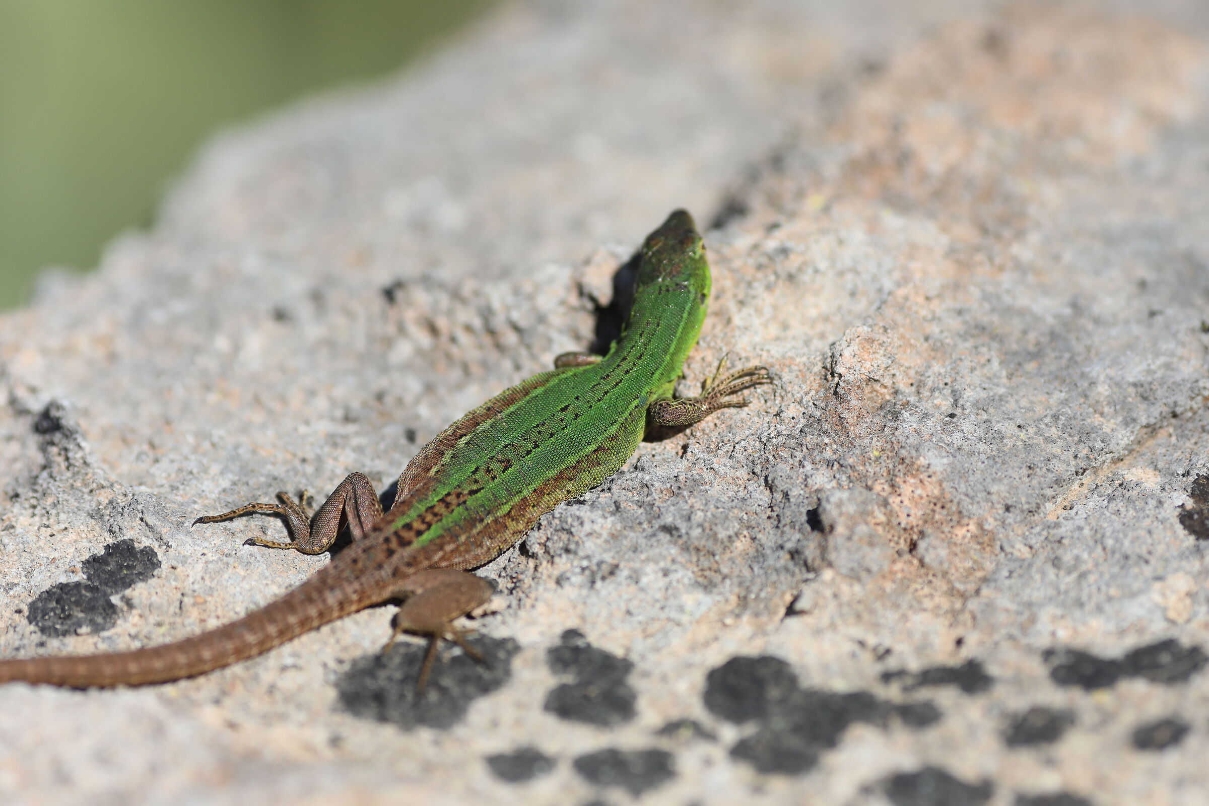 " Crop 189 " Canon 5 D IV, 135 F. 2 L usm+ TC 1.4x...