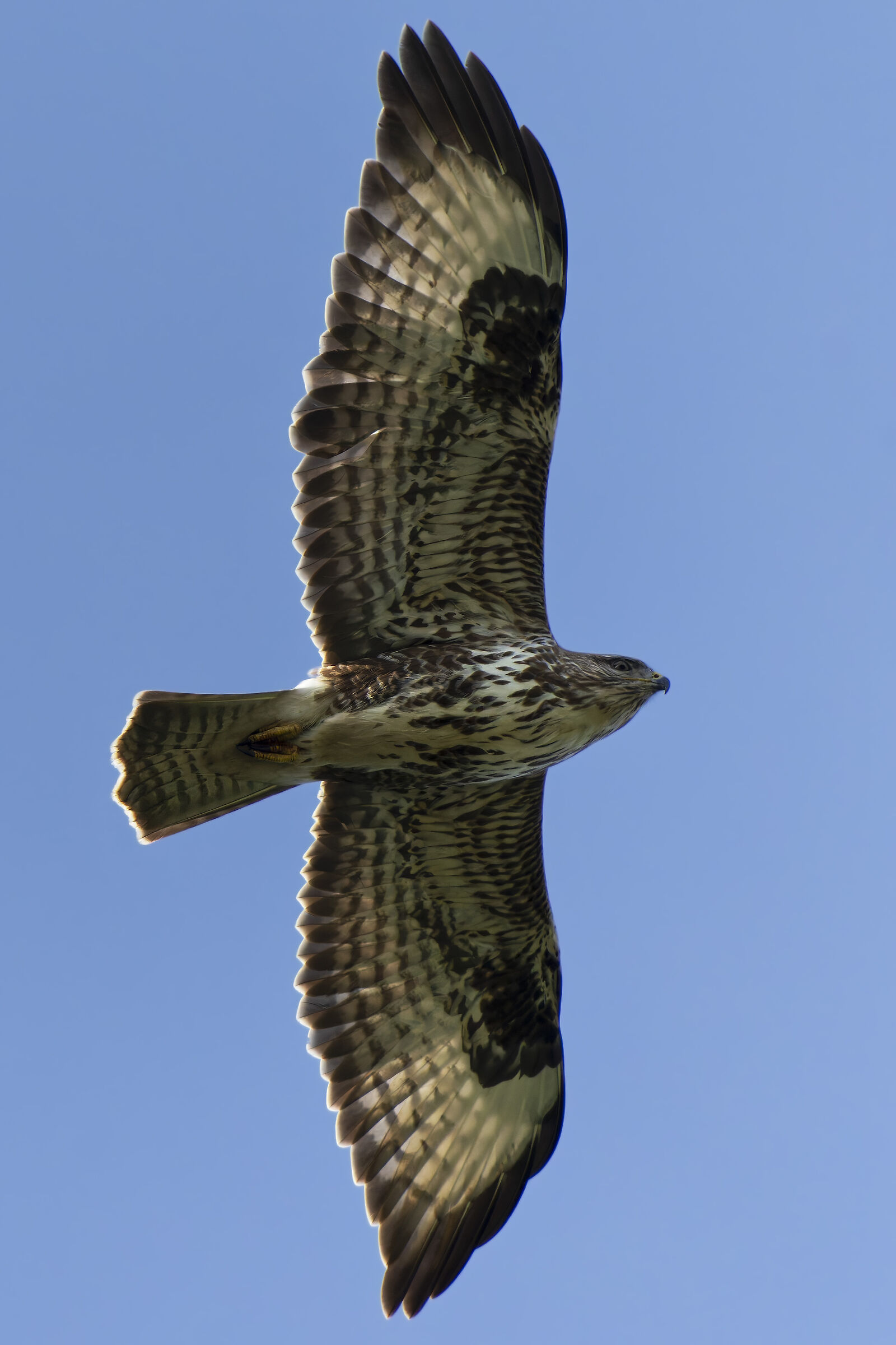 Buzzard