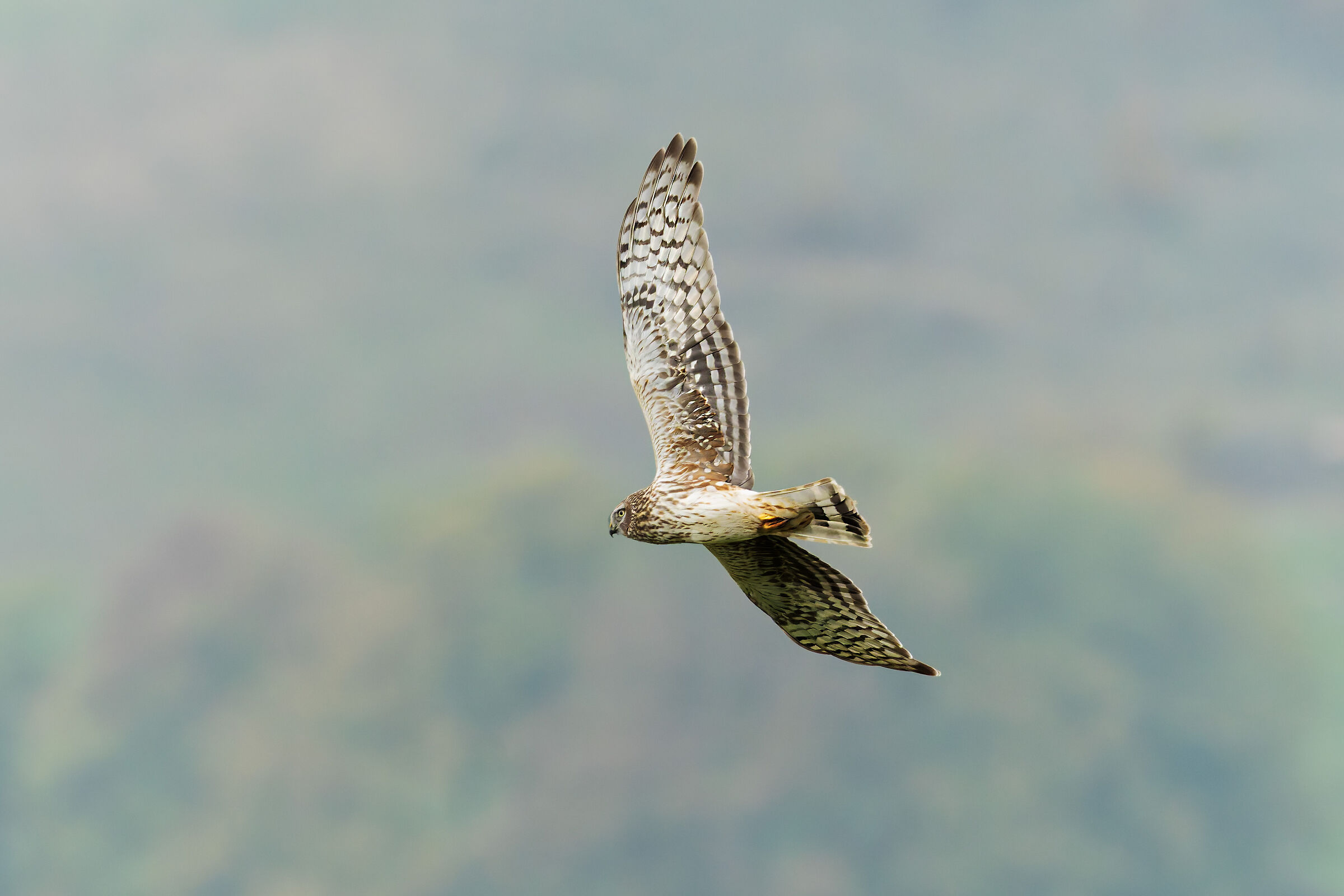 Hen harrier