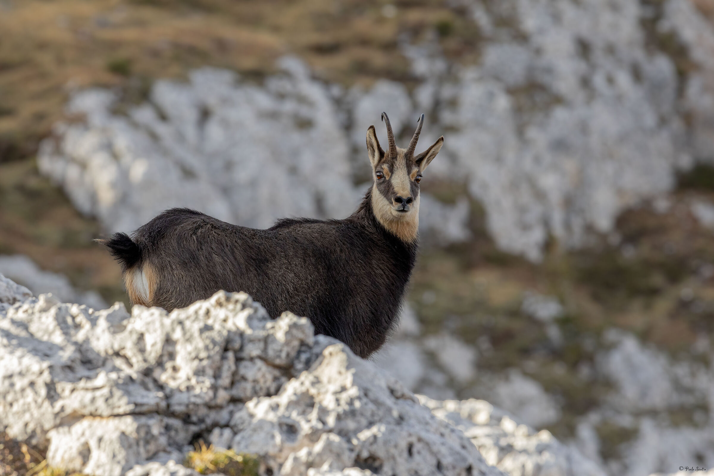 The beautiful Alpine Chamois