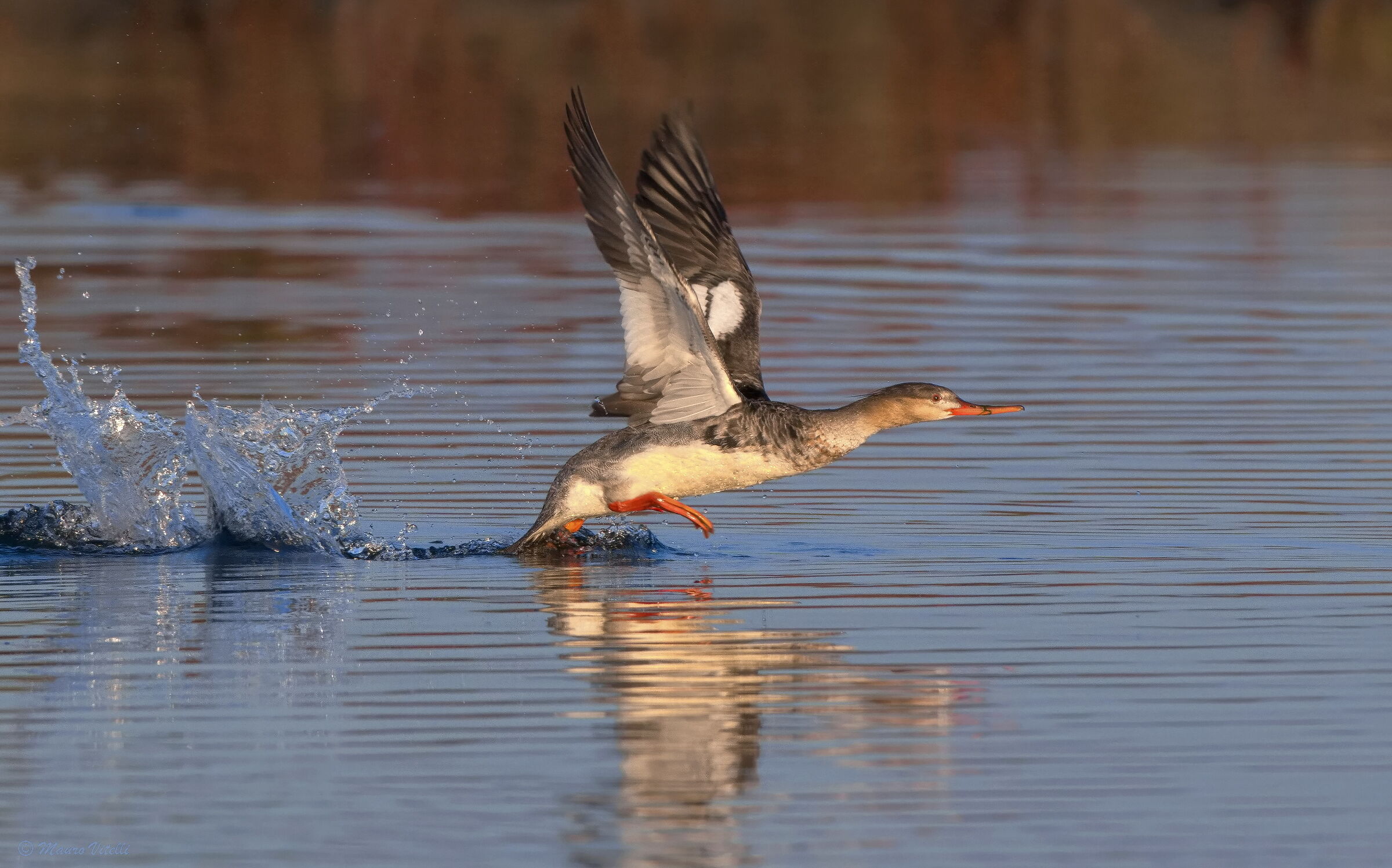 Lesser Merganser (Mergus serrator)