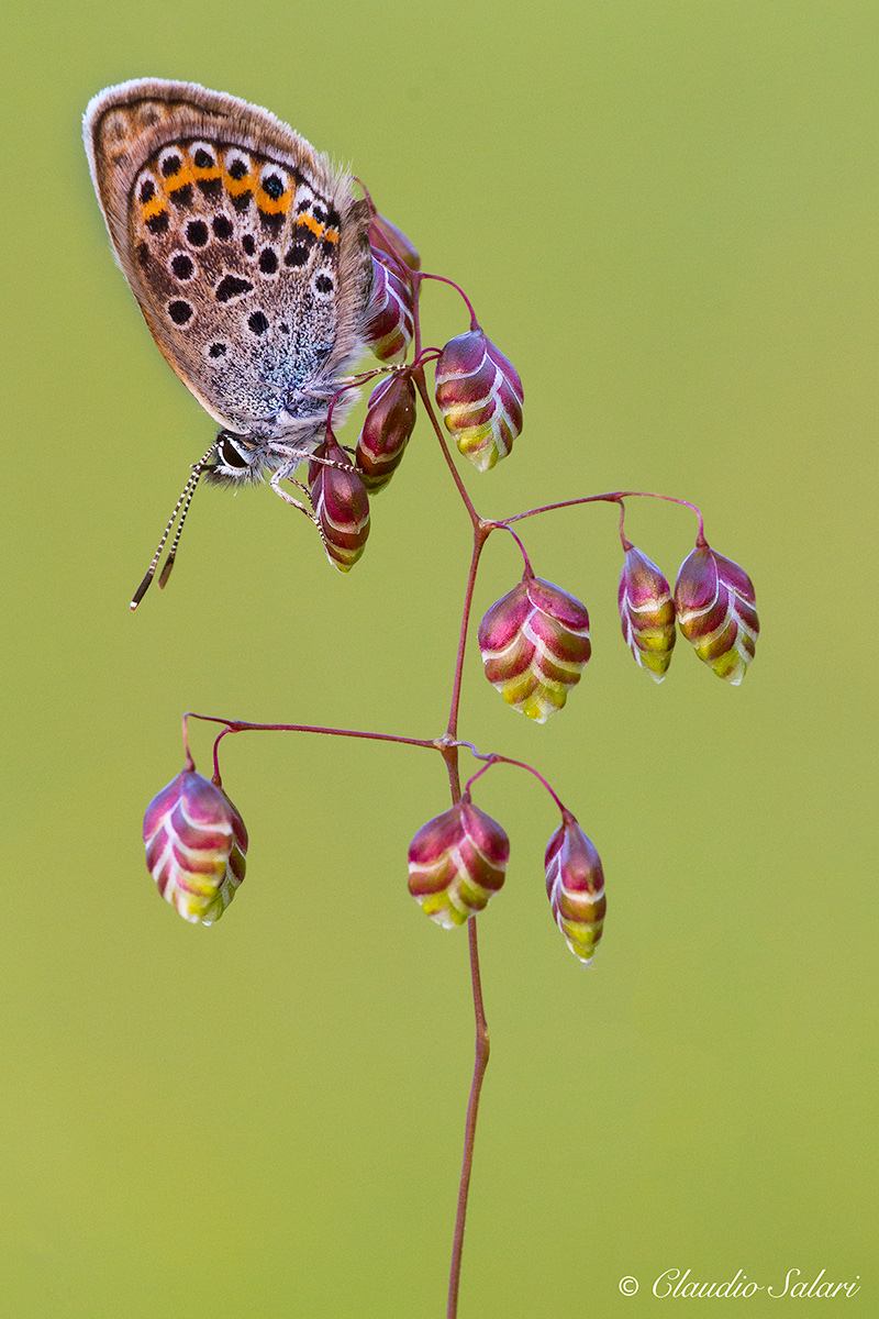 Christmas tree with Butterfly ...