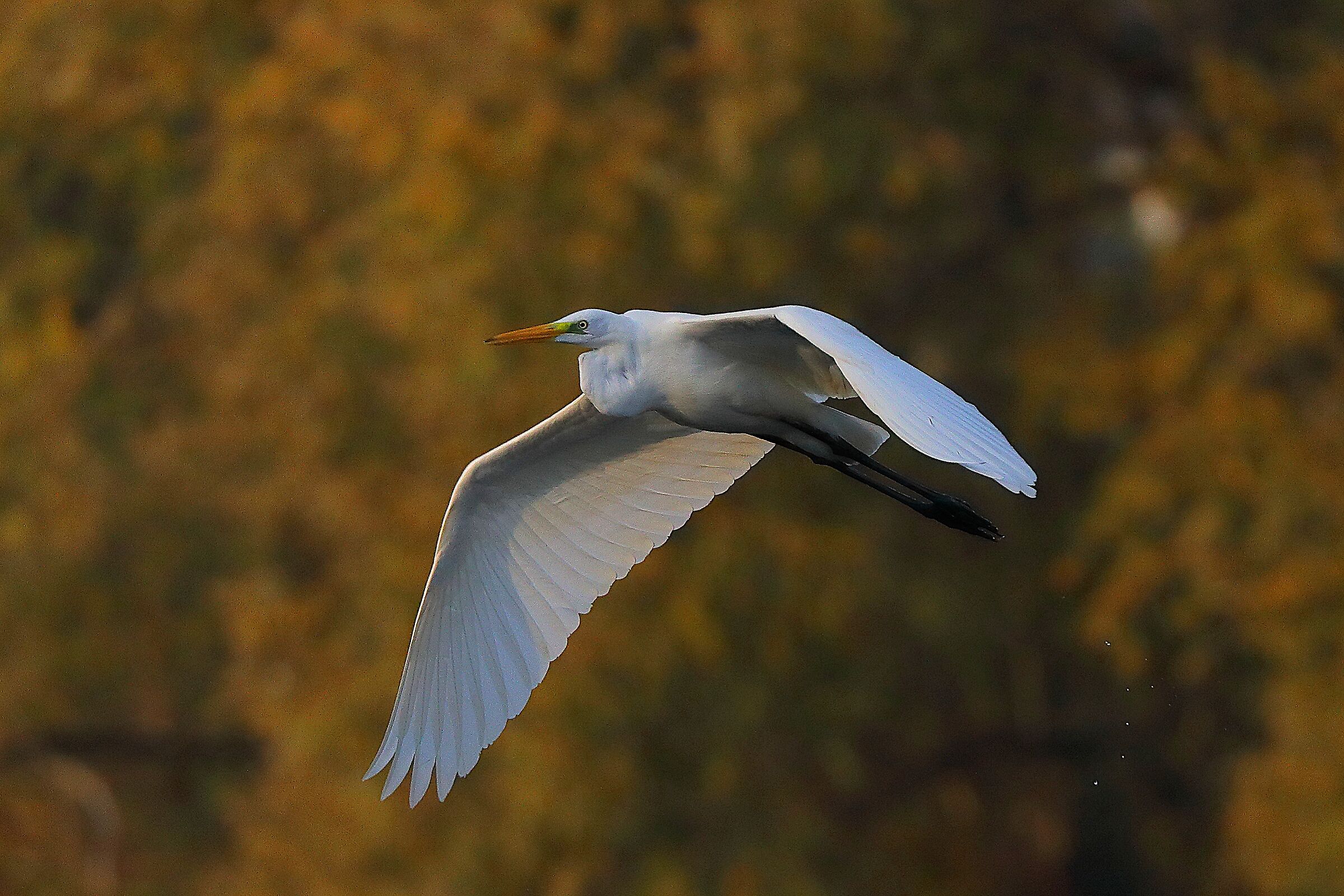 Airone BM 09 novembre 2024 - 0220