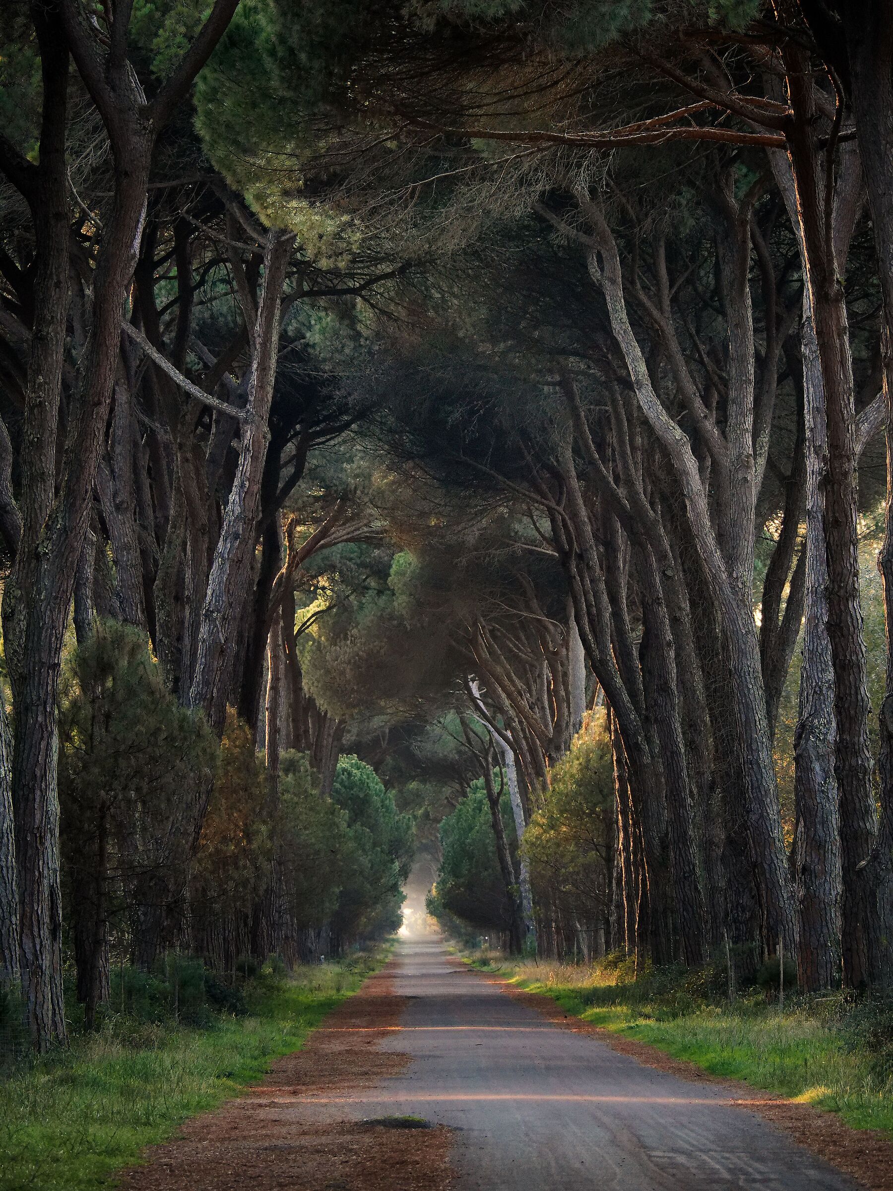 San Rossore