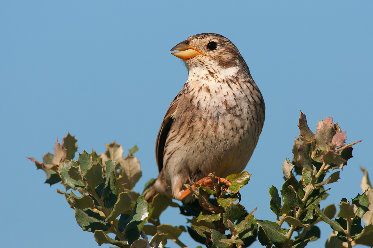 Strillozzo (Emberiza calandra)