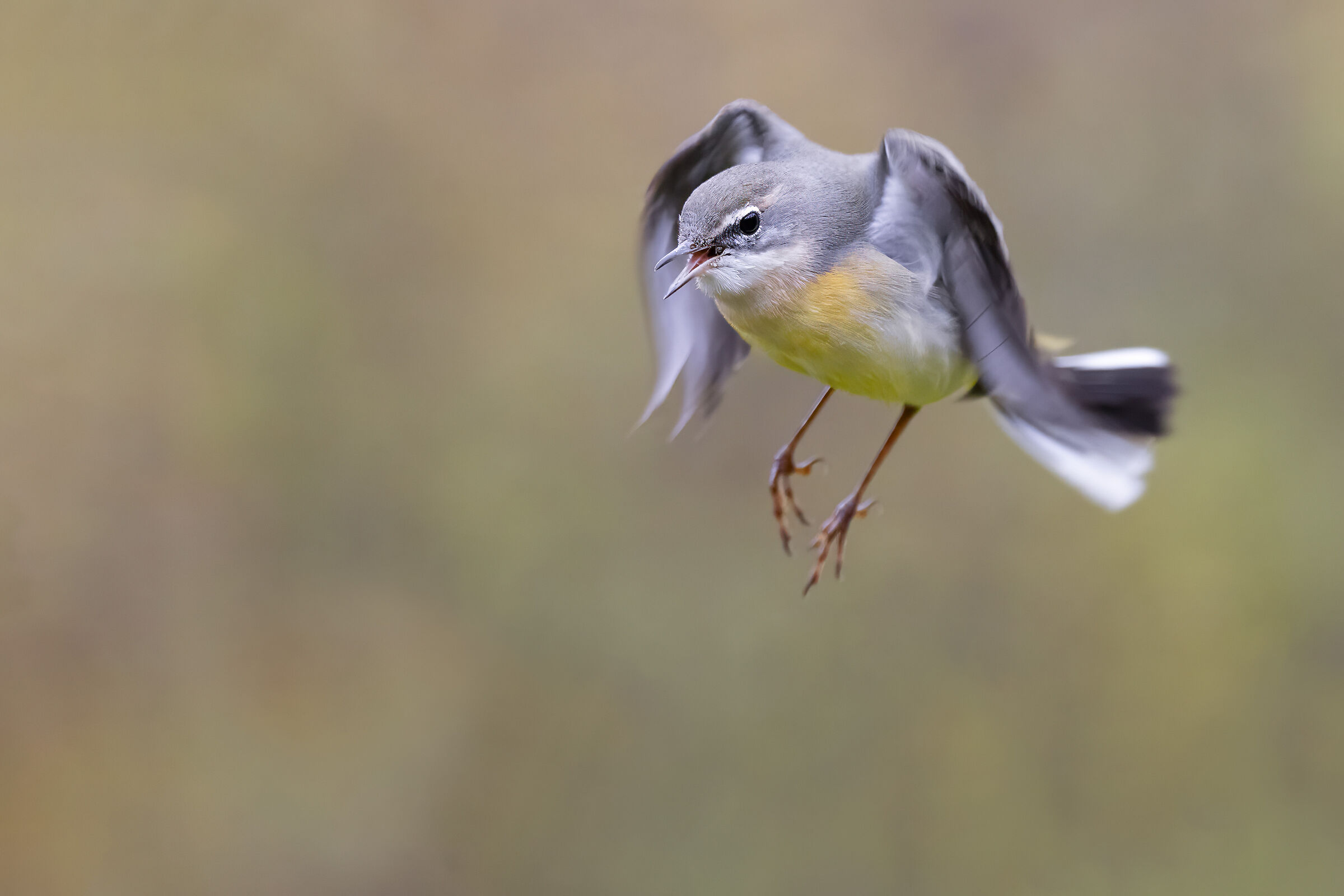 Grey wagtail