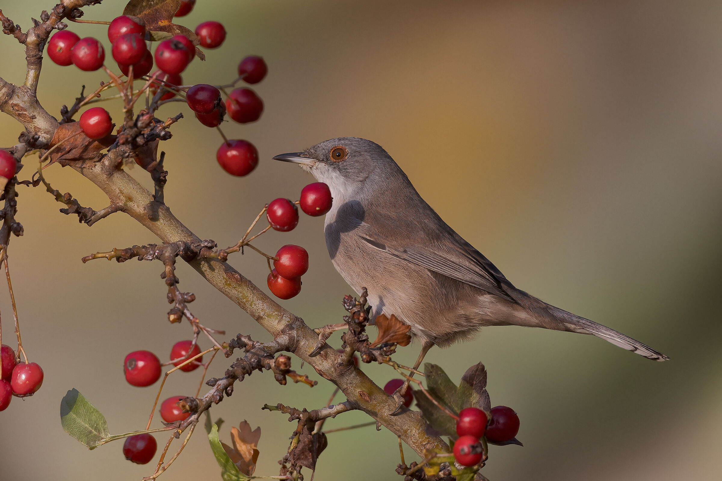 Occhiocotto (Curruca melanocephala) femmina