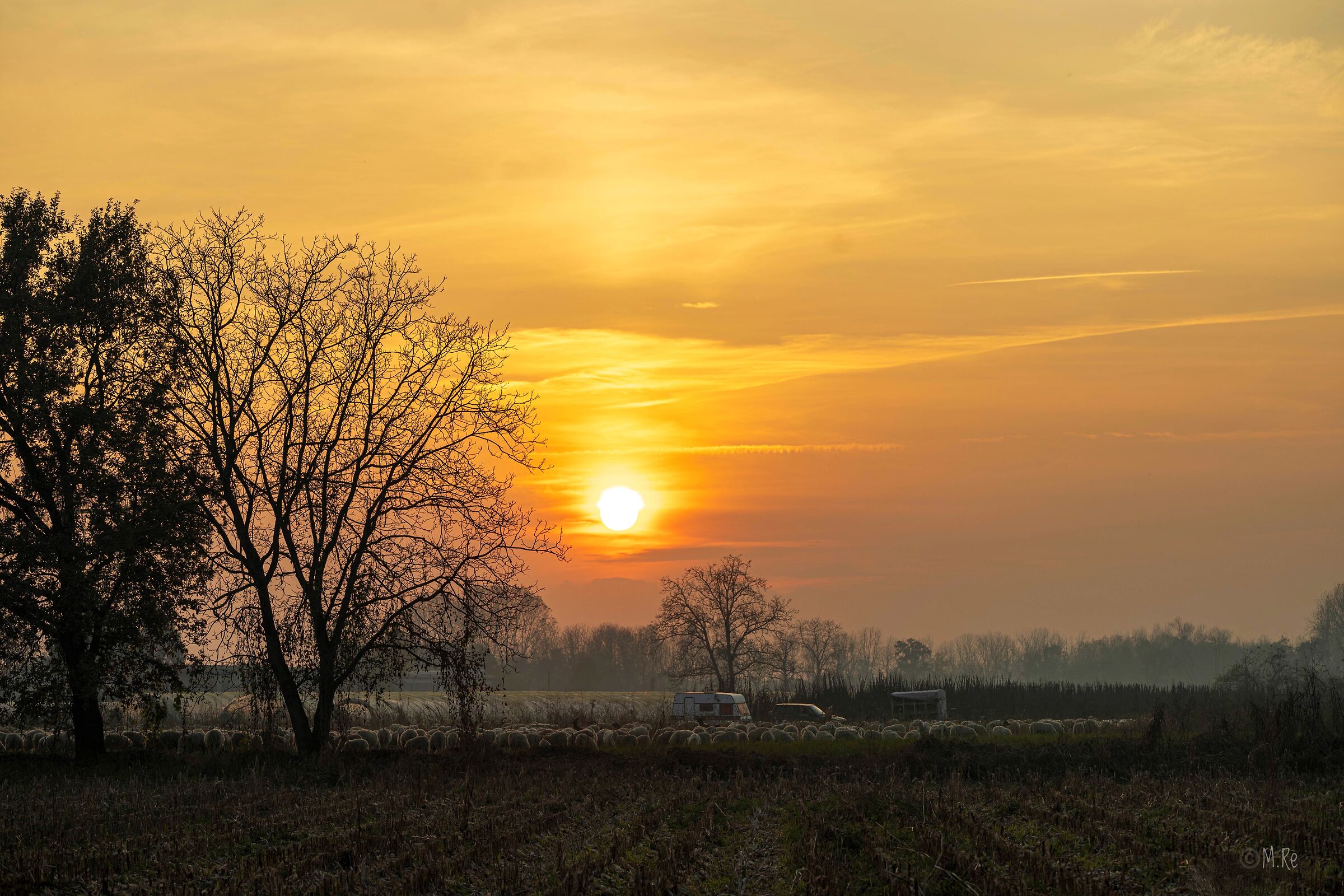 Gregge di pecore al tramonto