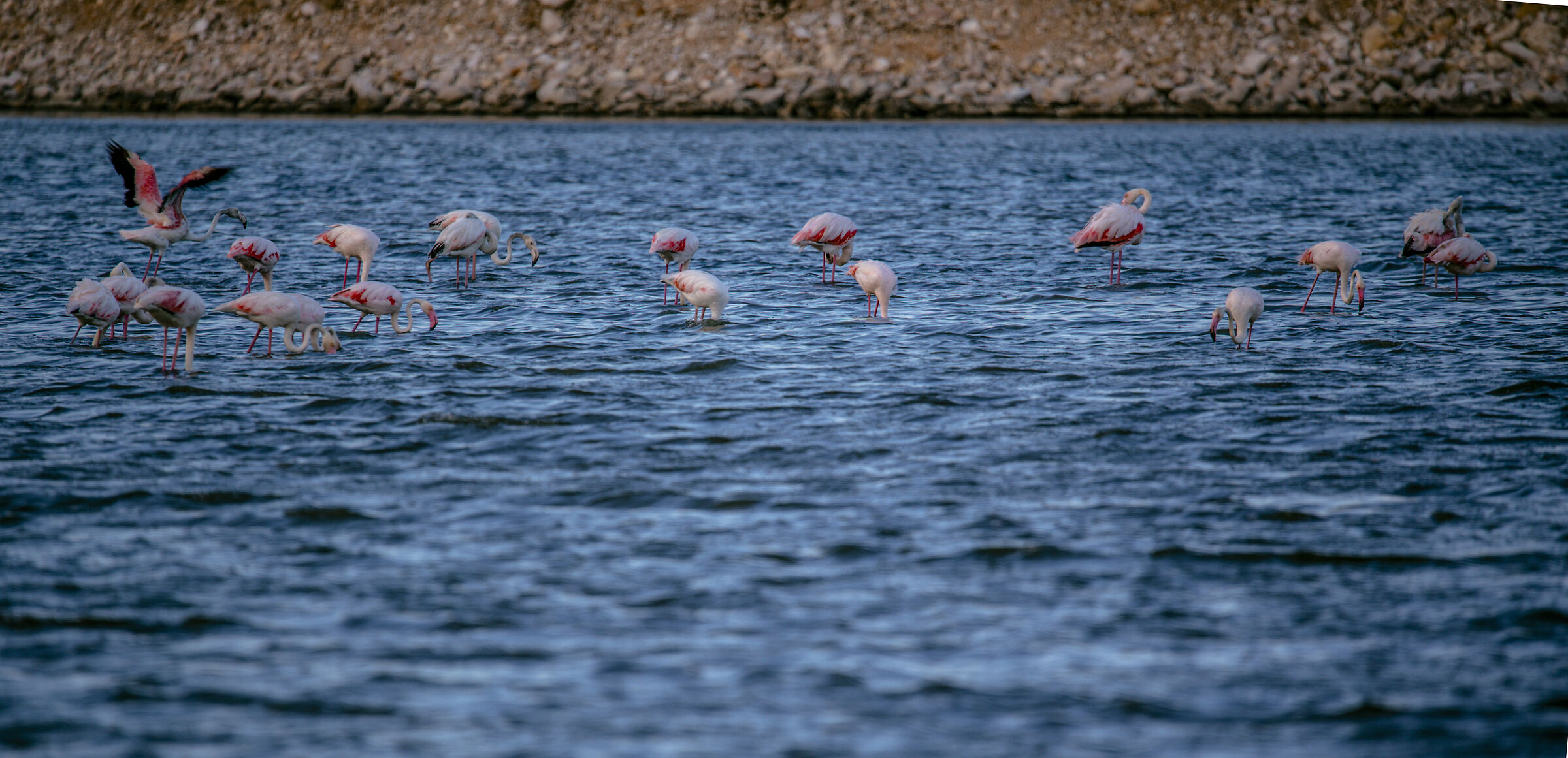 Flamingos Ippocampo, Manfredonia, Italy