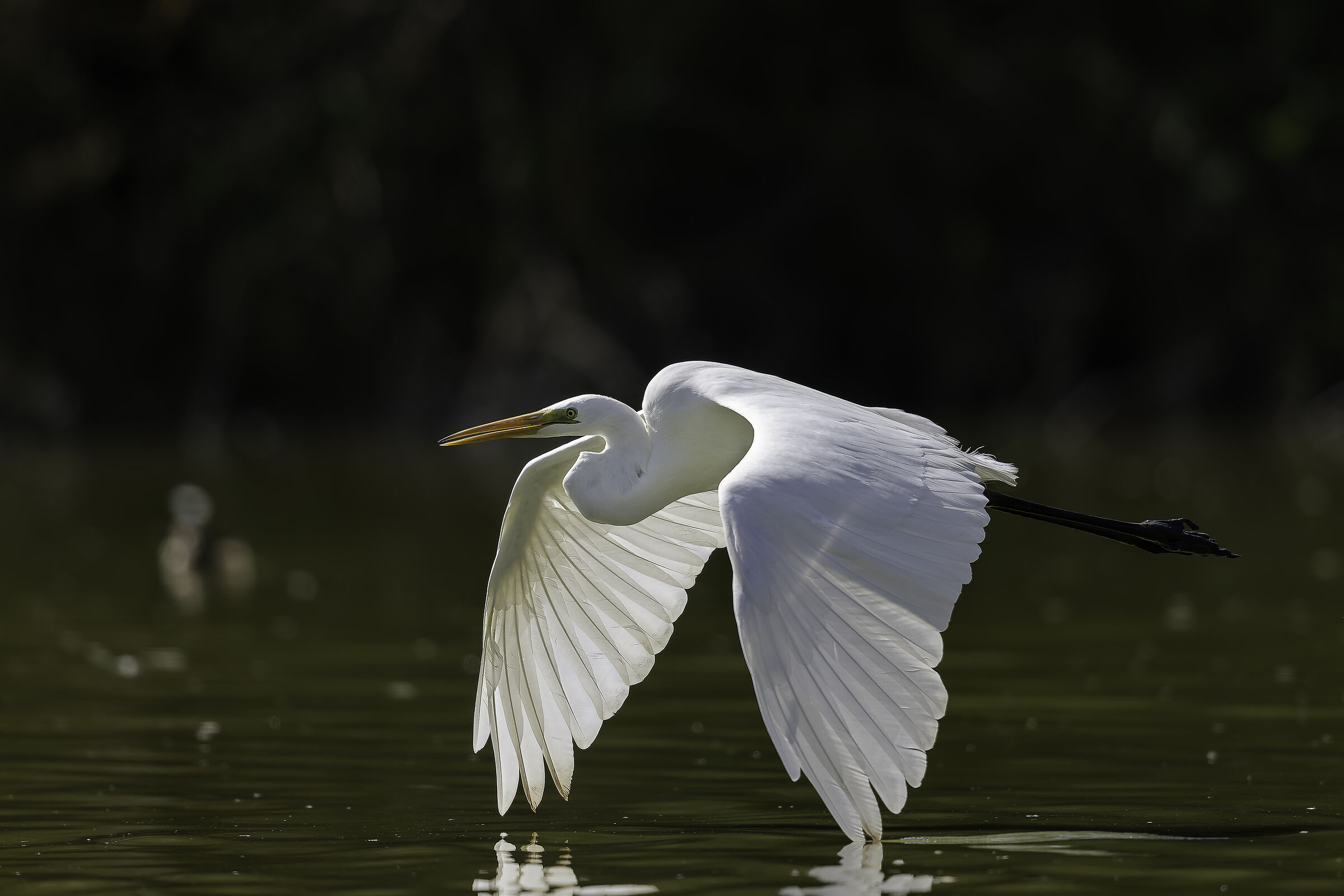 Great Egret