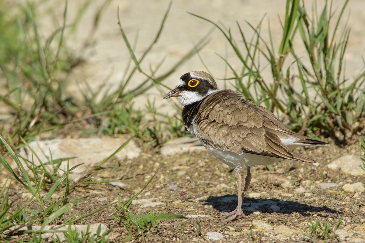 Corriere piccolo (Charadrius dubius)