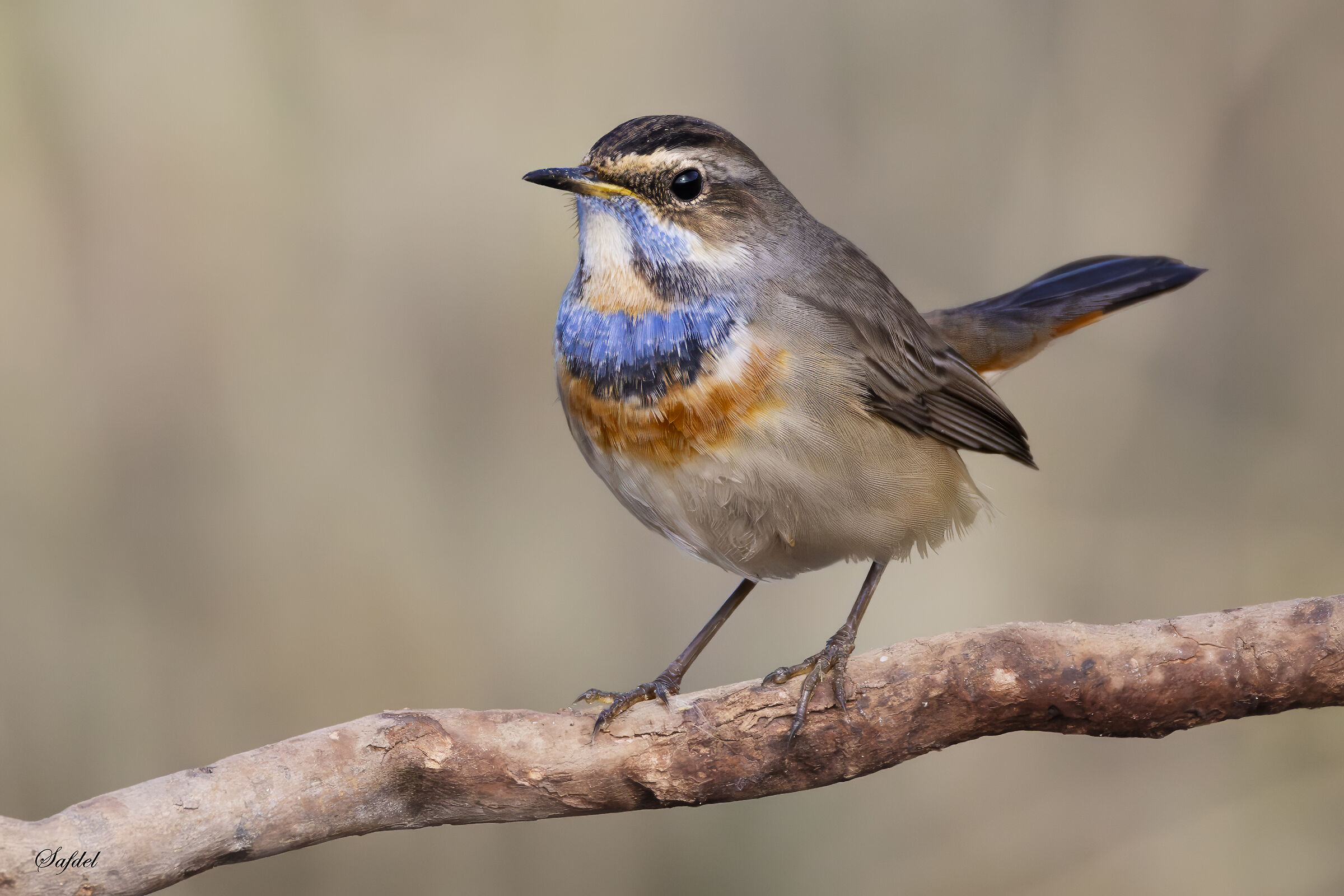 Bluethroat