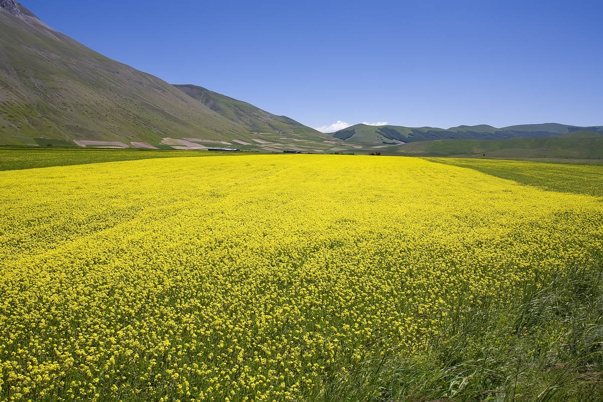 Castelluccio di Norcia