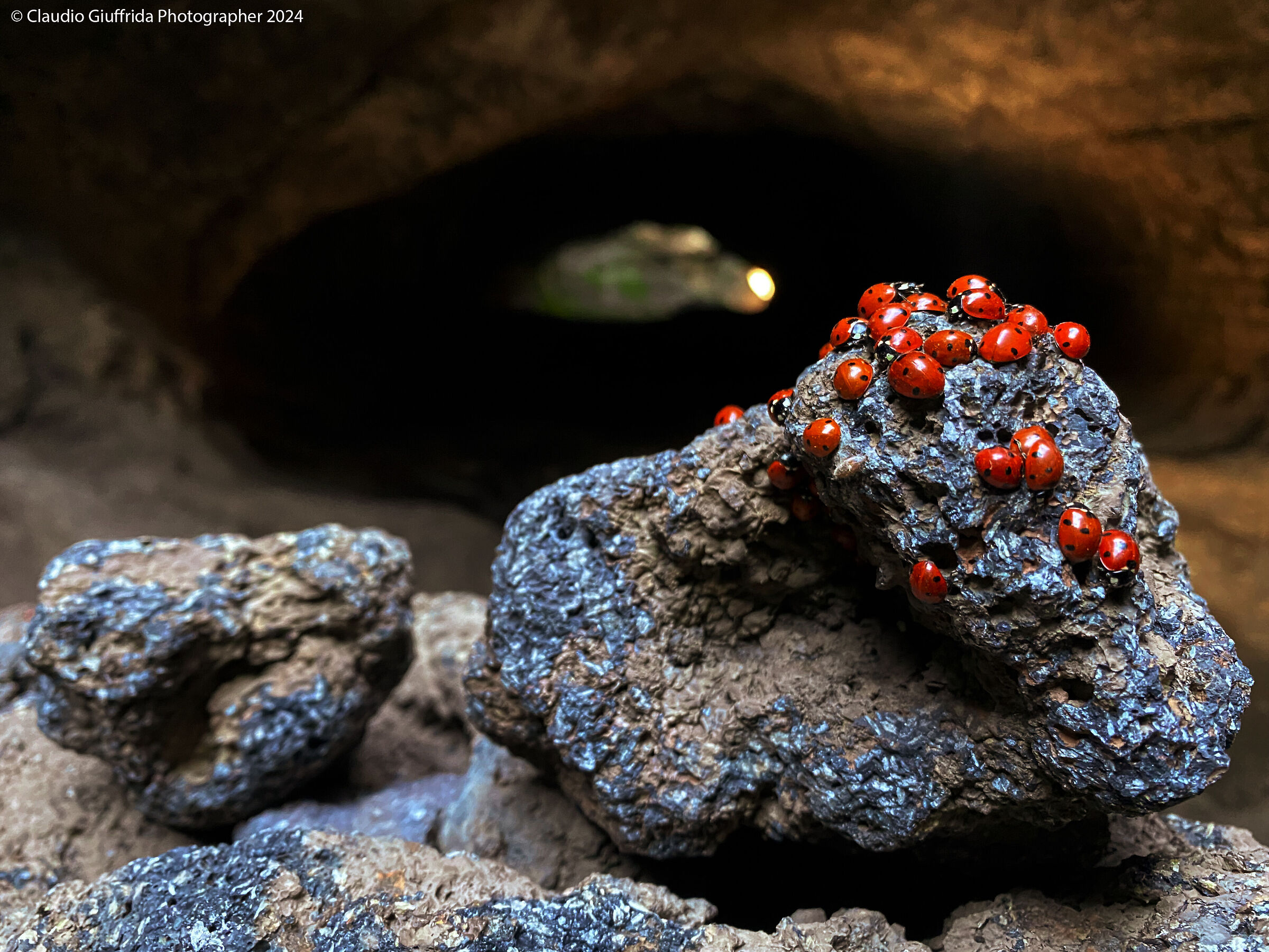 Le coccinelle dell'Etna