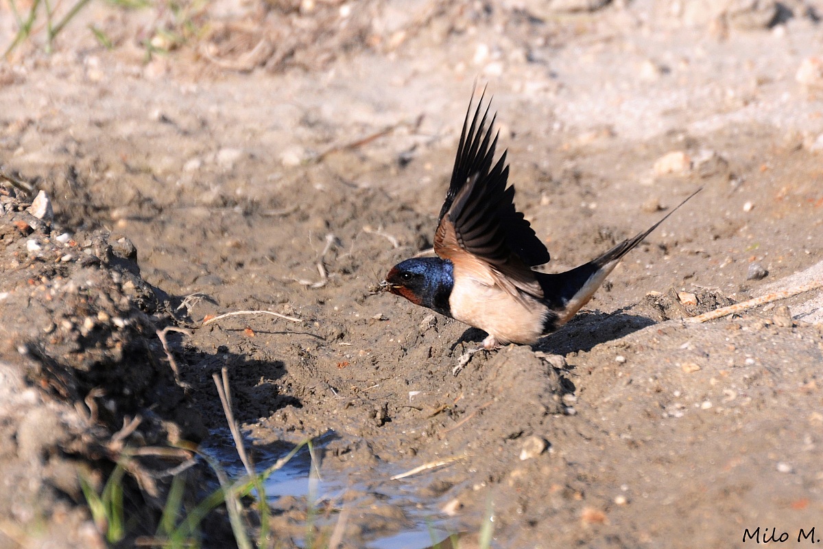 Swallow-nesting material