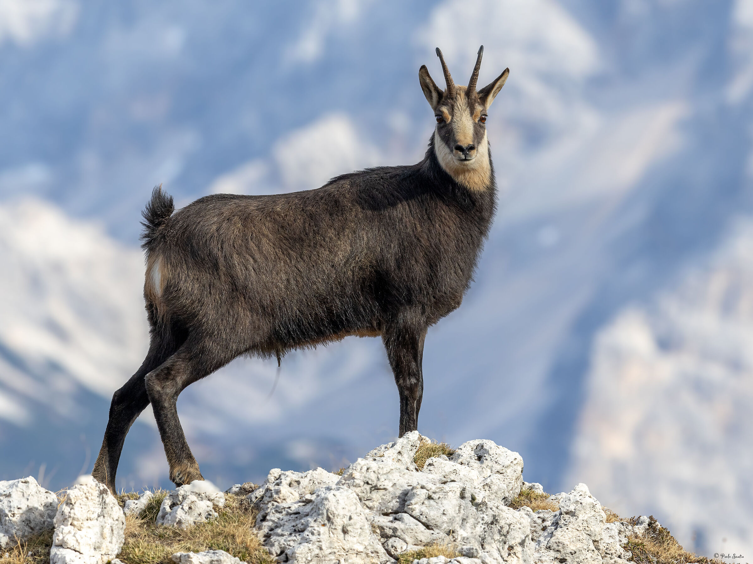 The magnificent Chamois