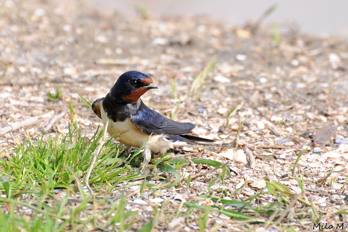 Portrait of Swallow