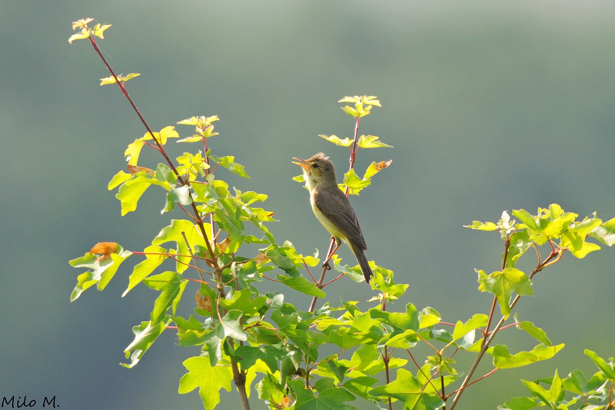 Canapino on his favorite branch