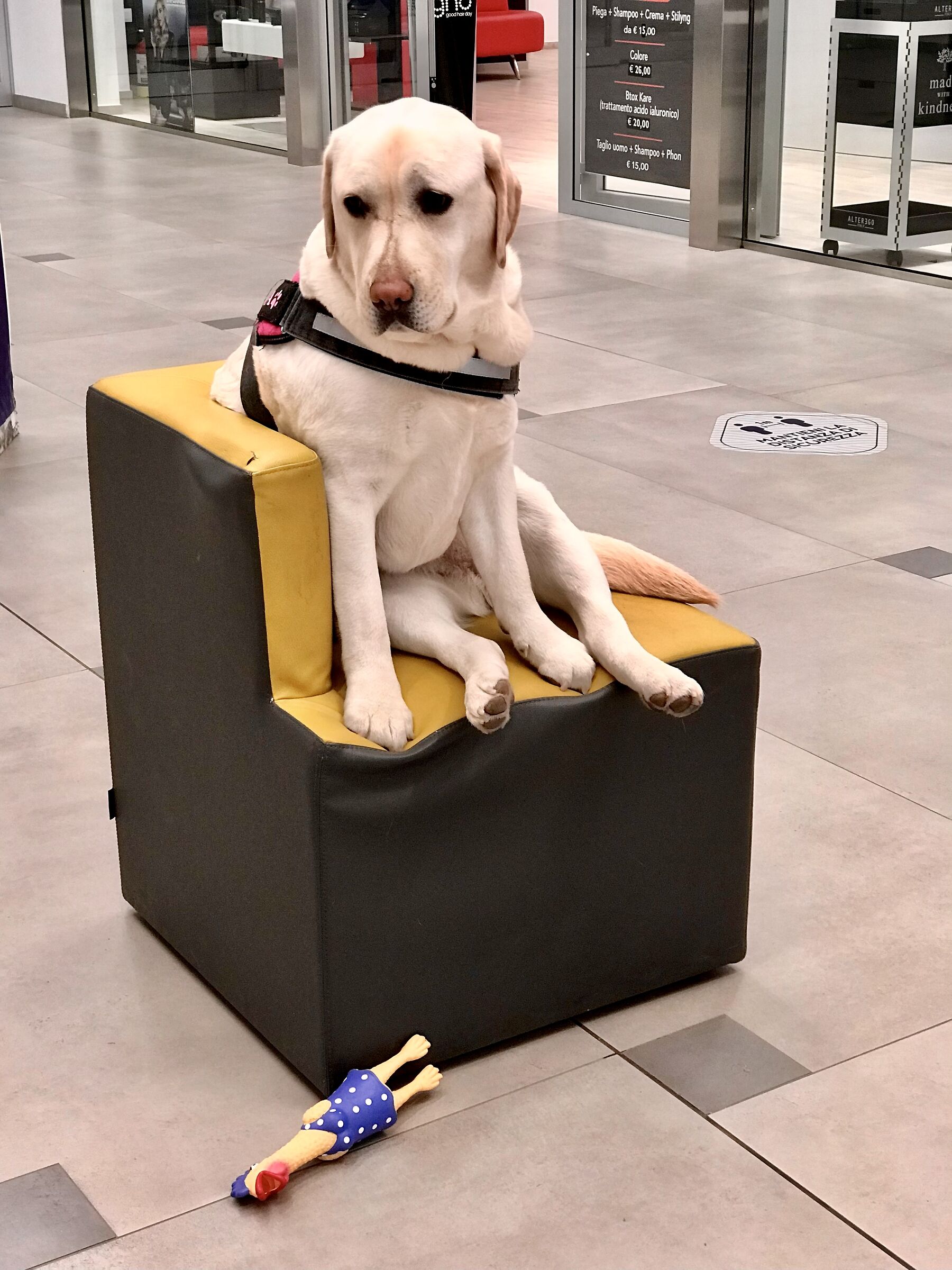 In attesa del padrone  al Centro Commerciale!
