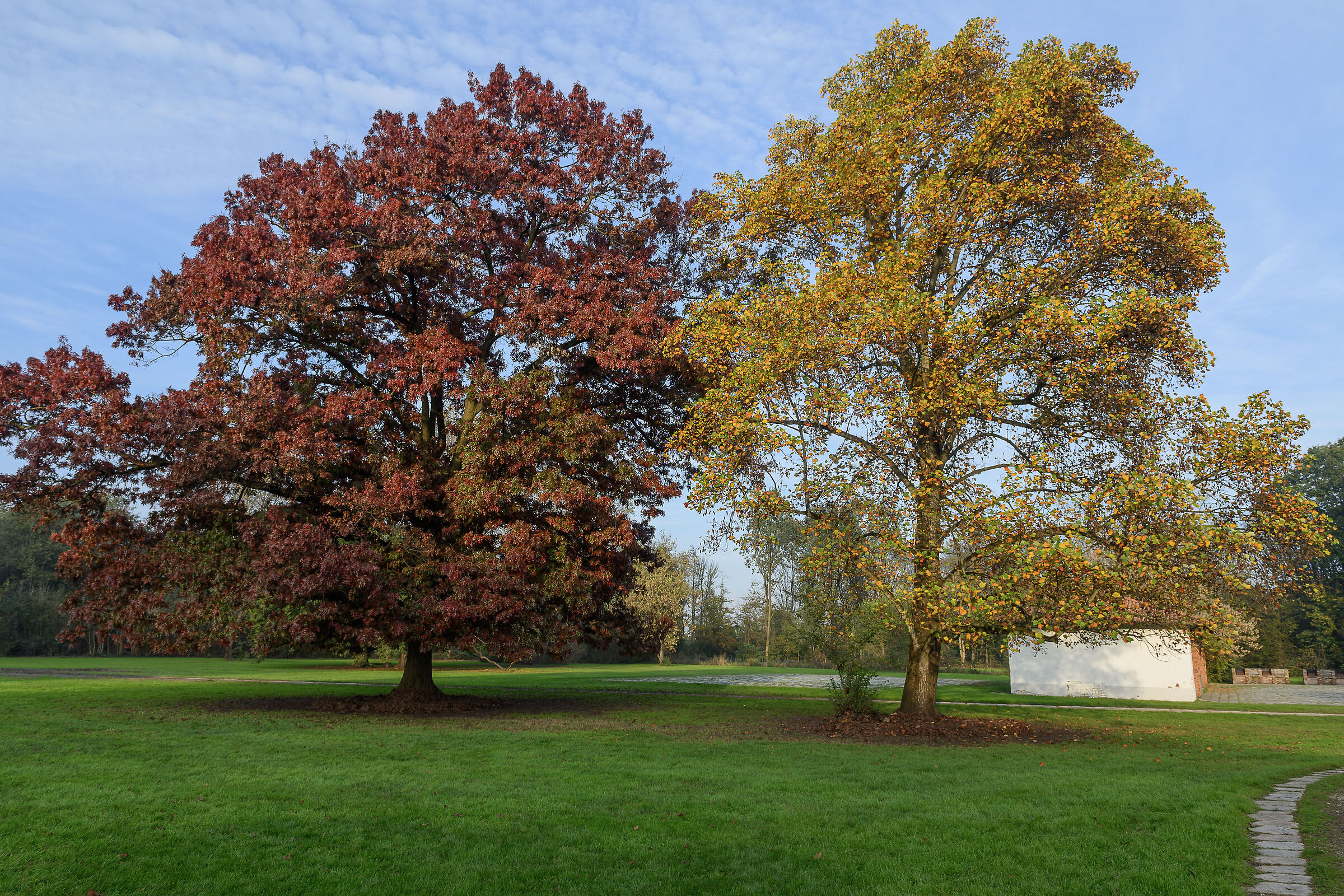 Quercia scarlatta e Tulipano d'America