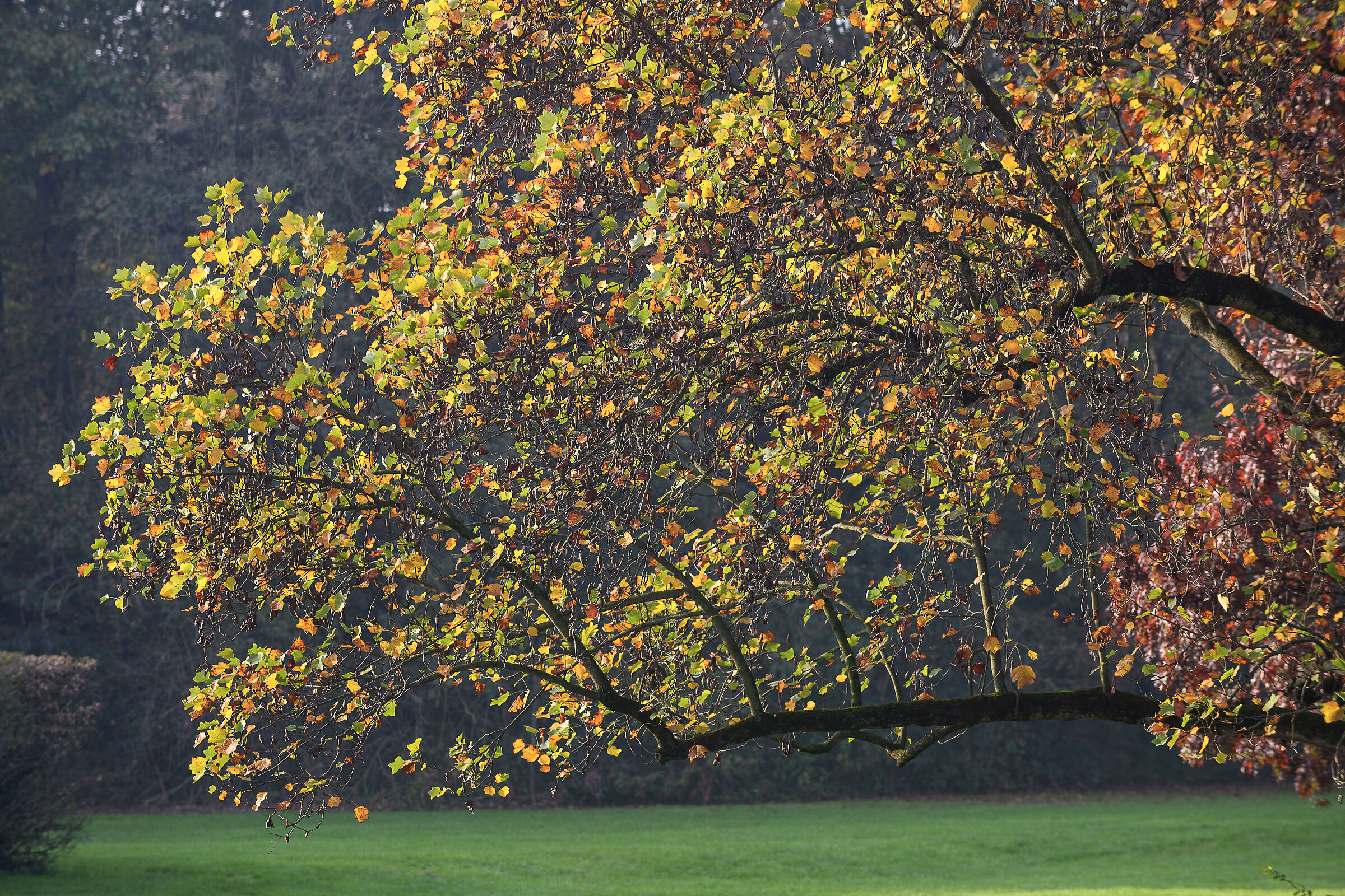 Le foglie del Tulipano d'America