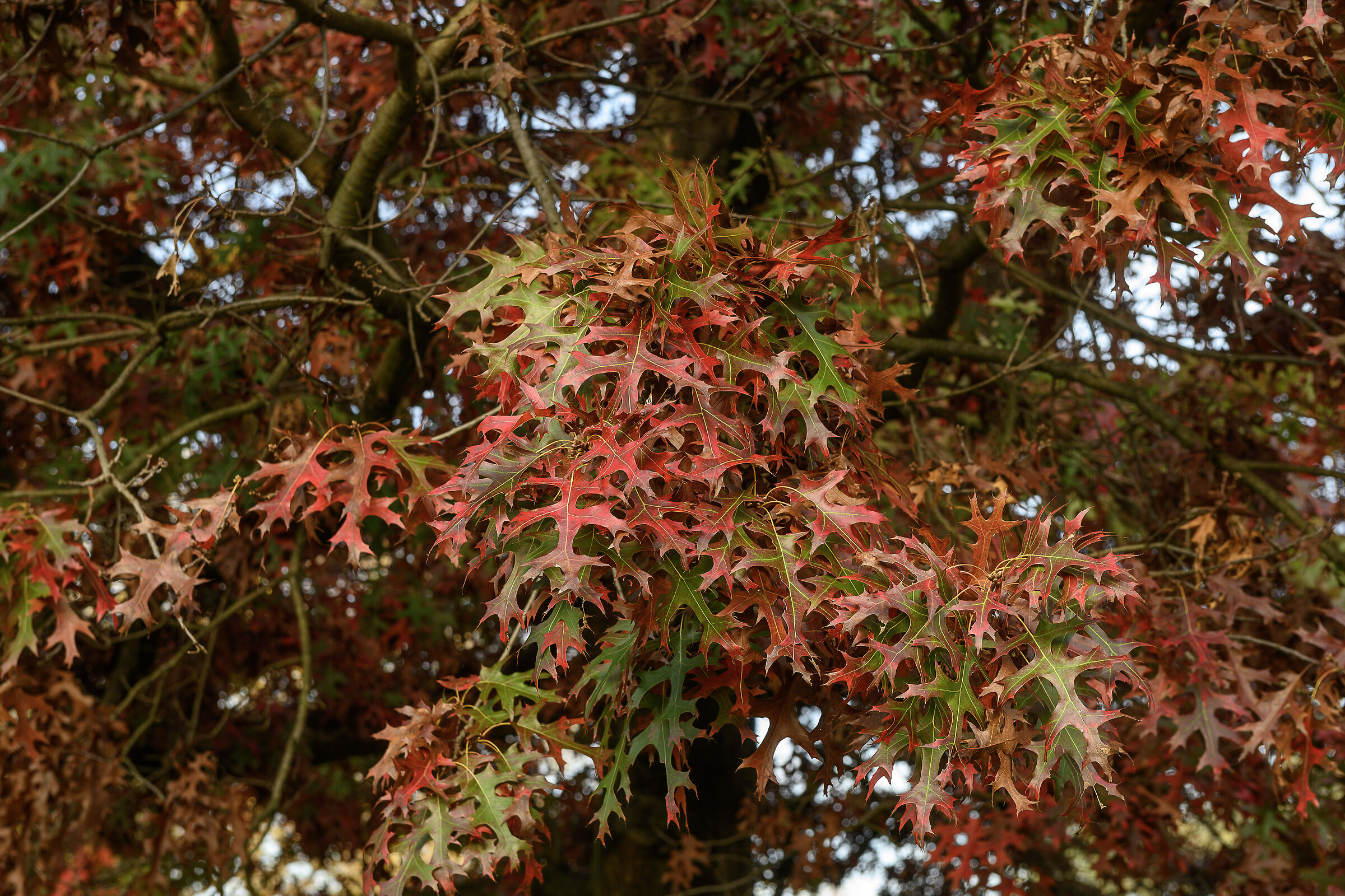 Le foglie della quercia scarlatta