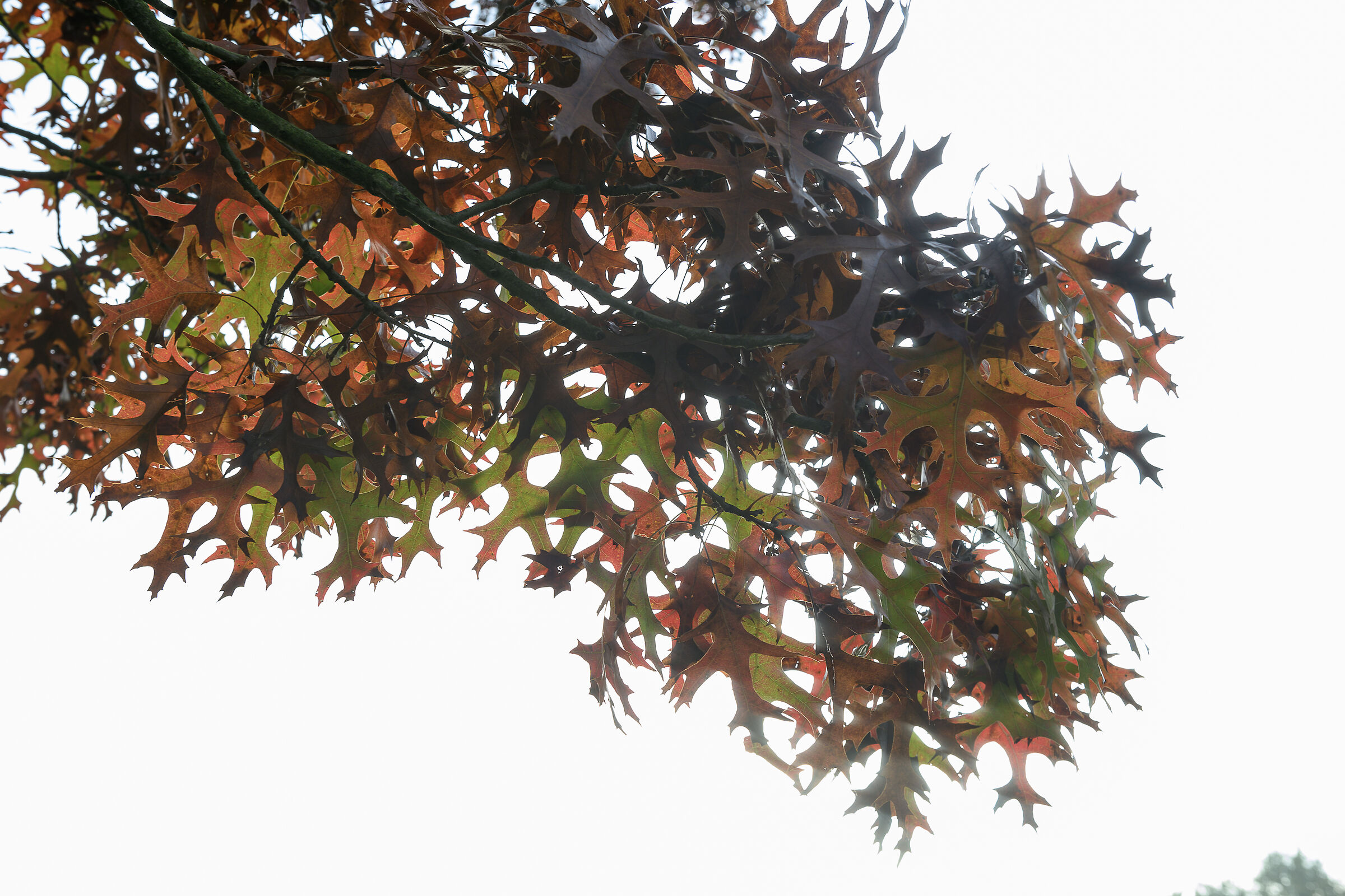 L'autunno cambia colore