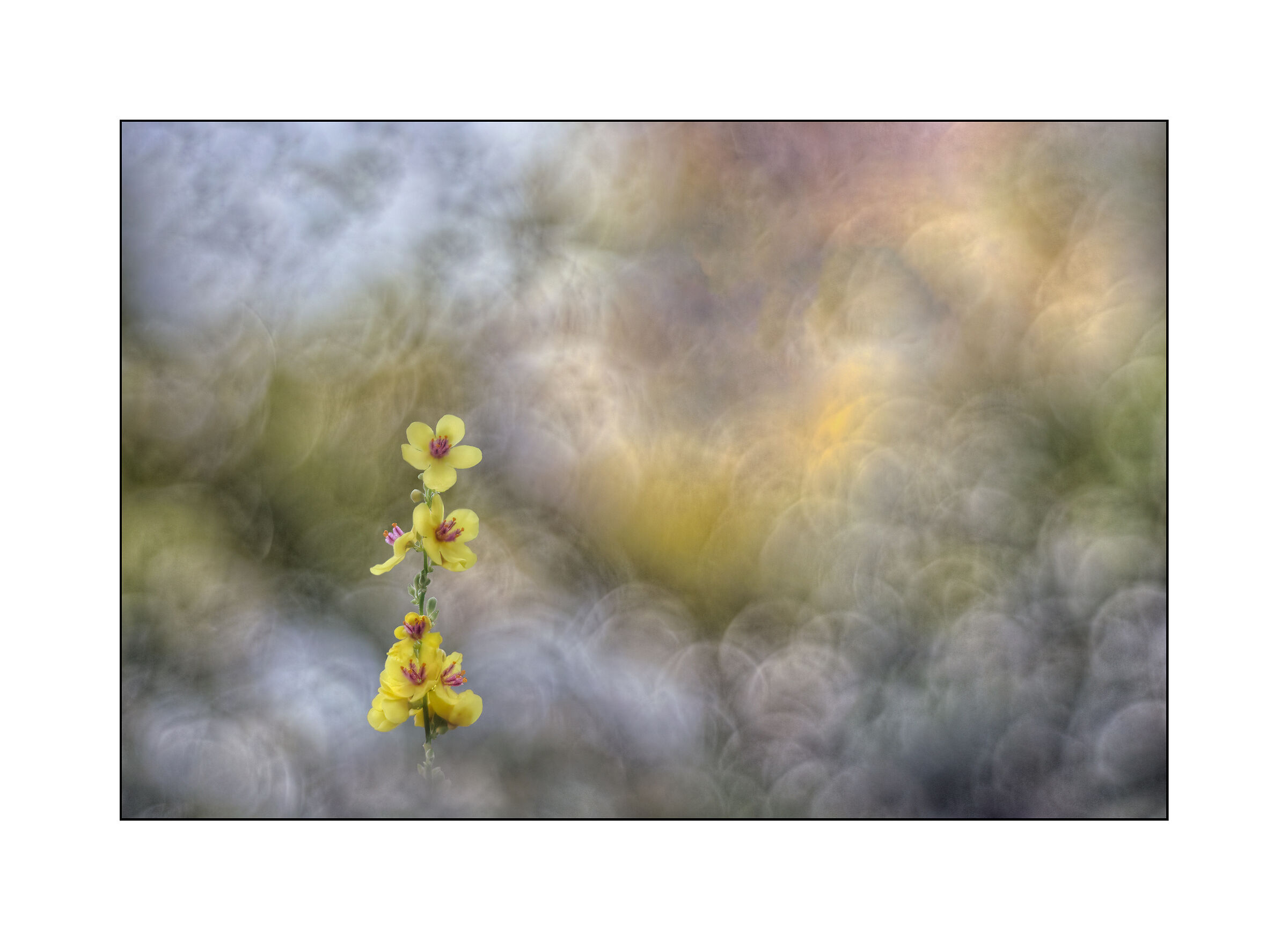 A flower in the clouds