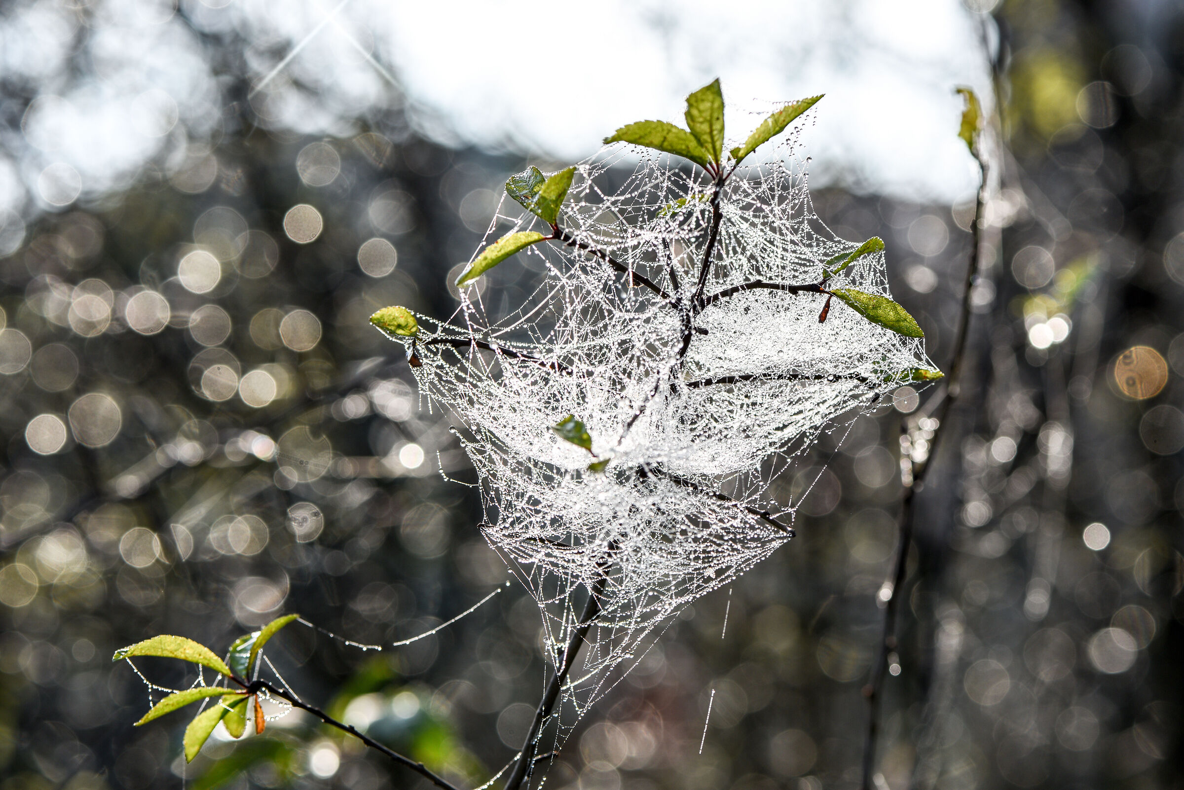 Cobwebs