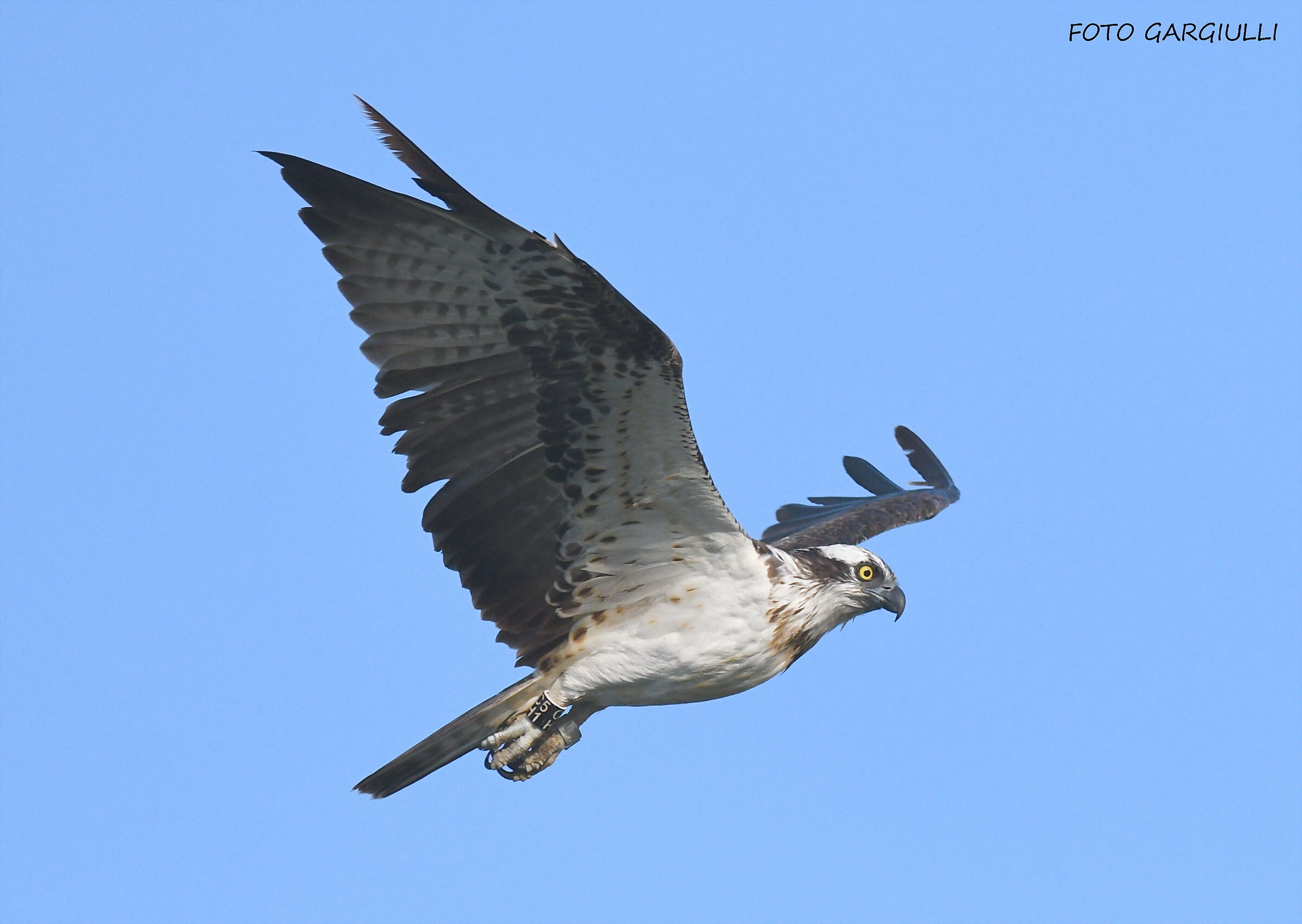 The return of the fisherman