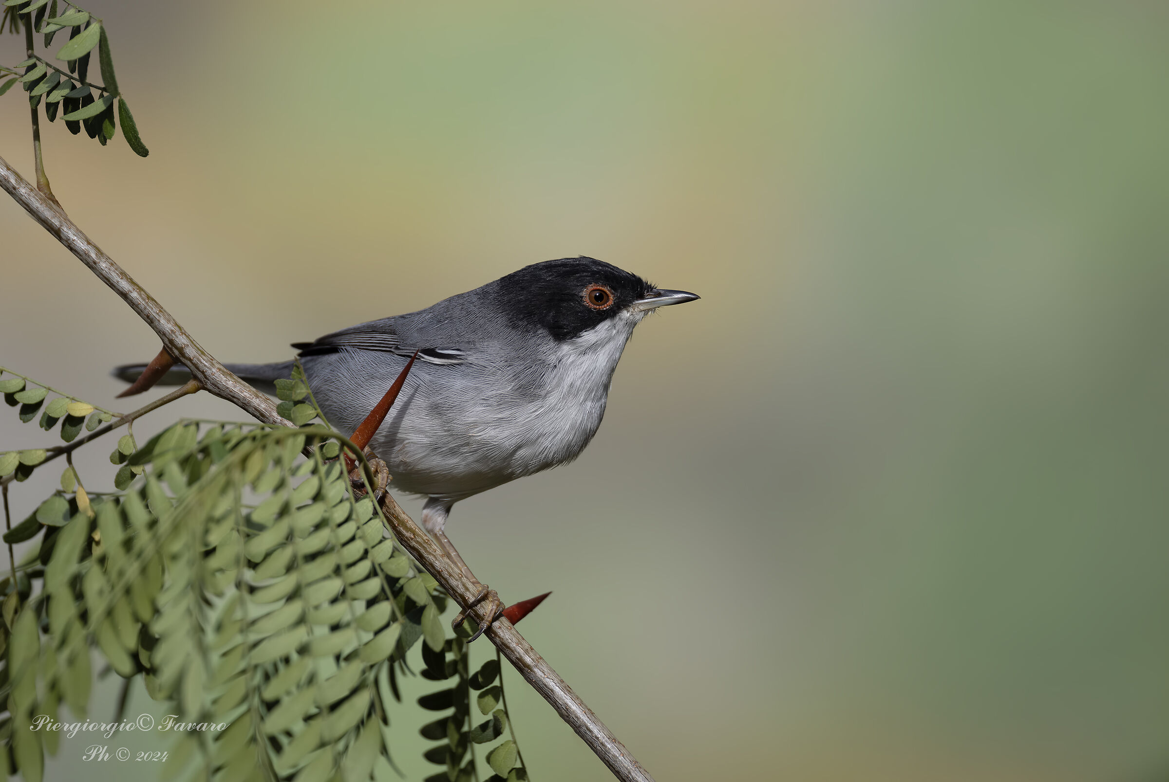 Male Warbler.