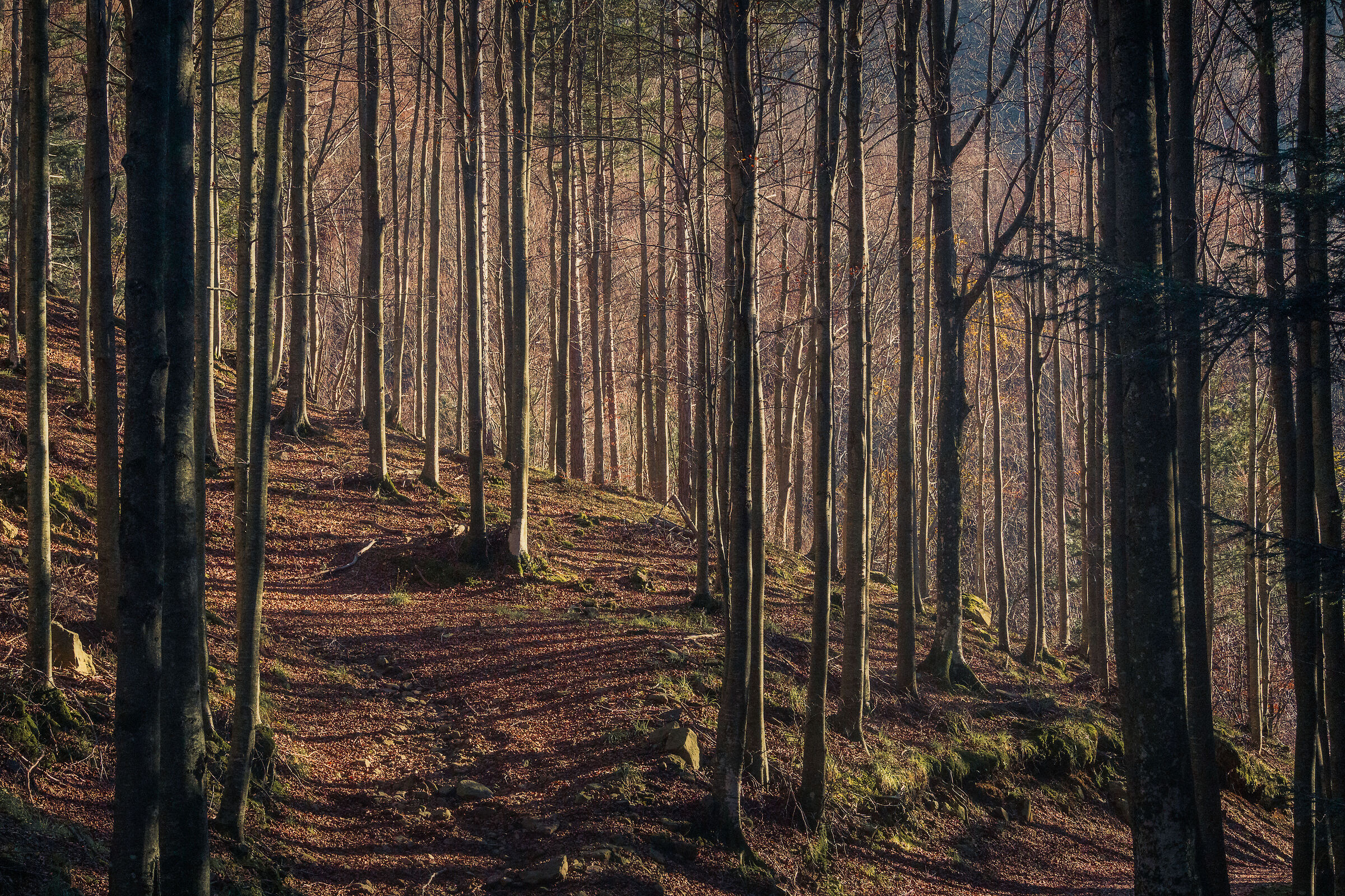 Bosco delle Cascate del Dardagna