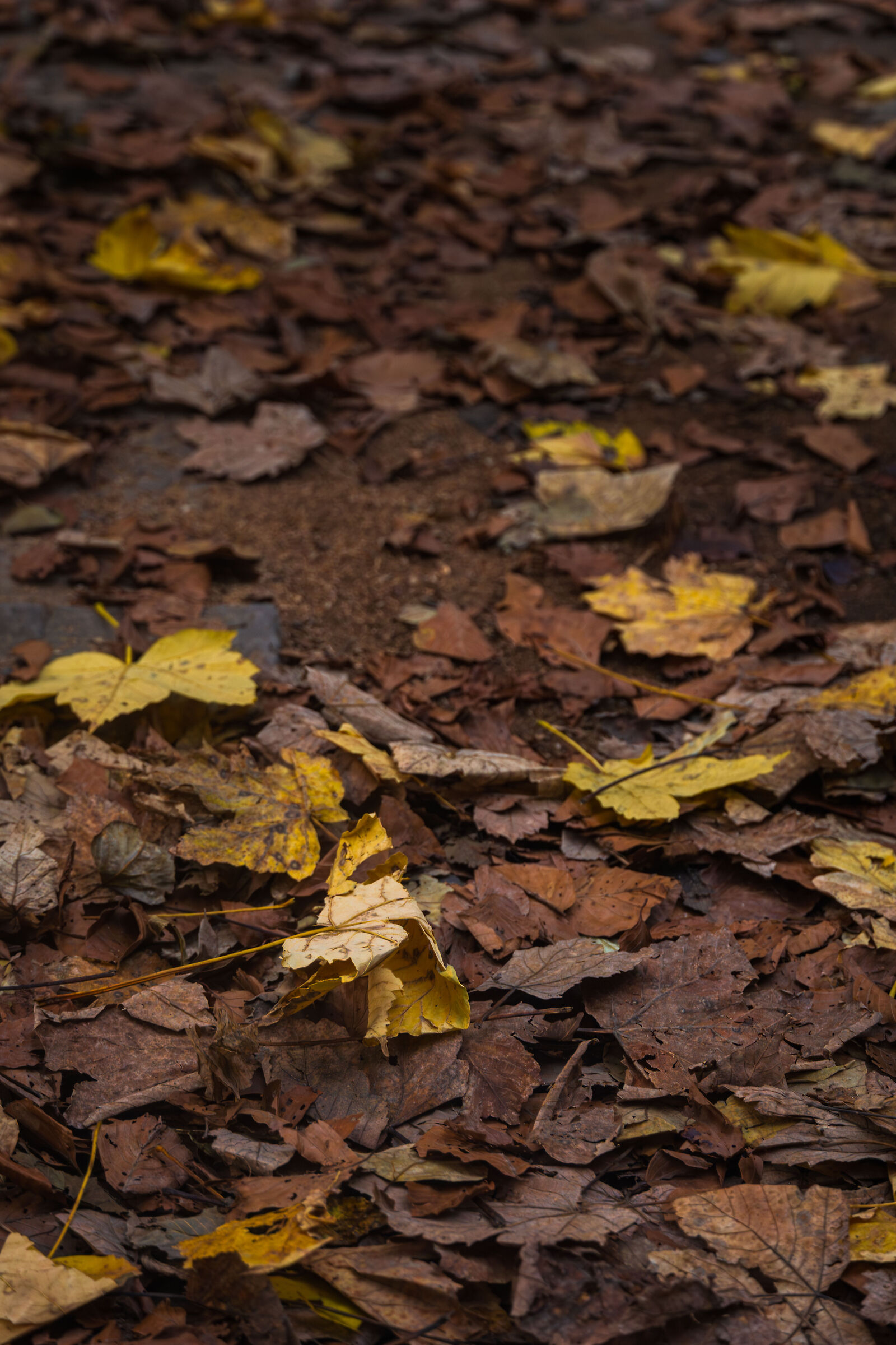 Bosco delle Cascate del Dardagna