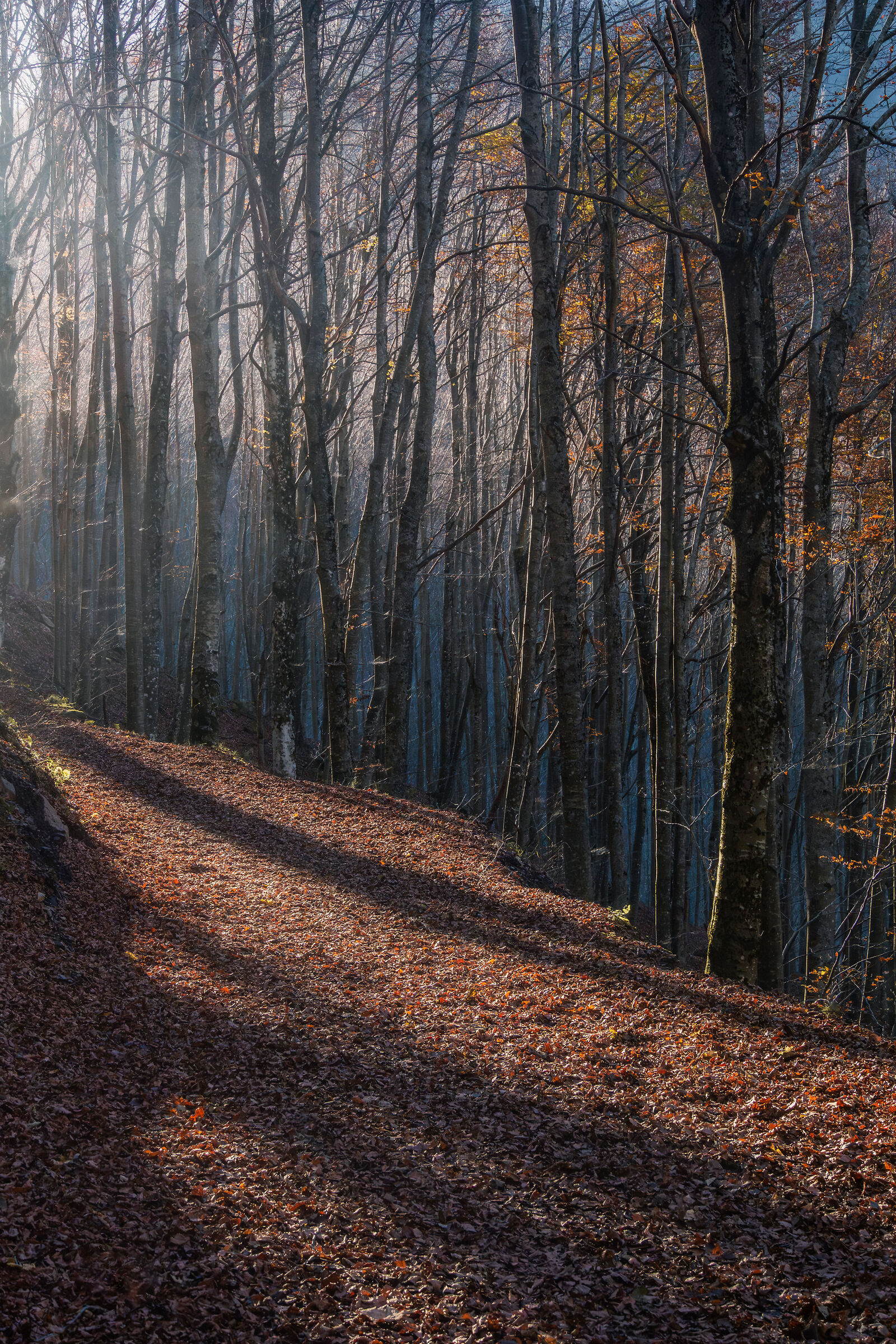 Bosco delle Cascate del Dardagna