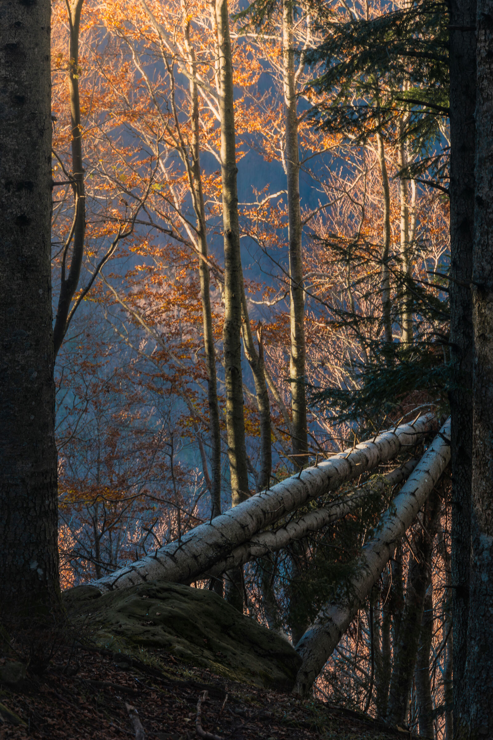 Bosco delle Cascate del Dardagna