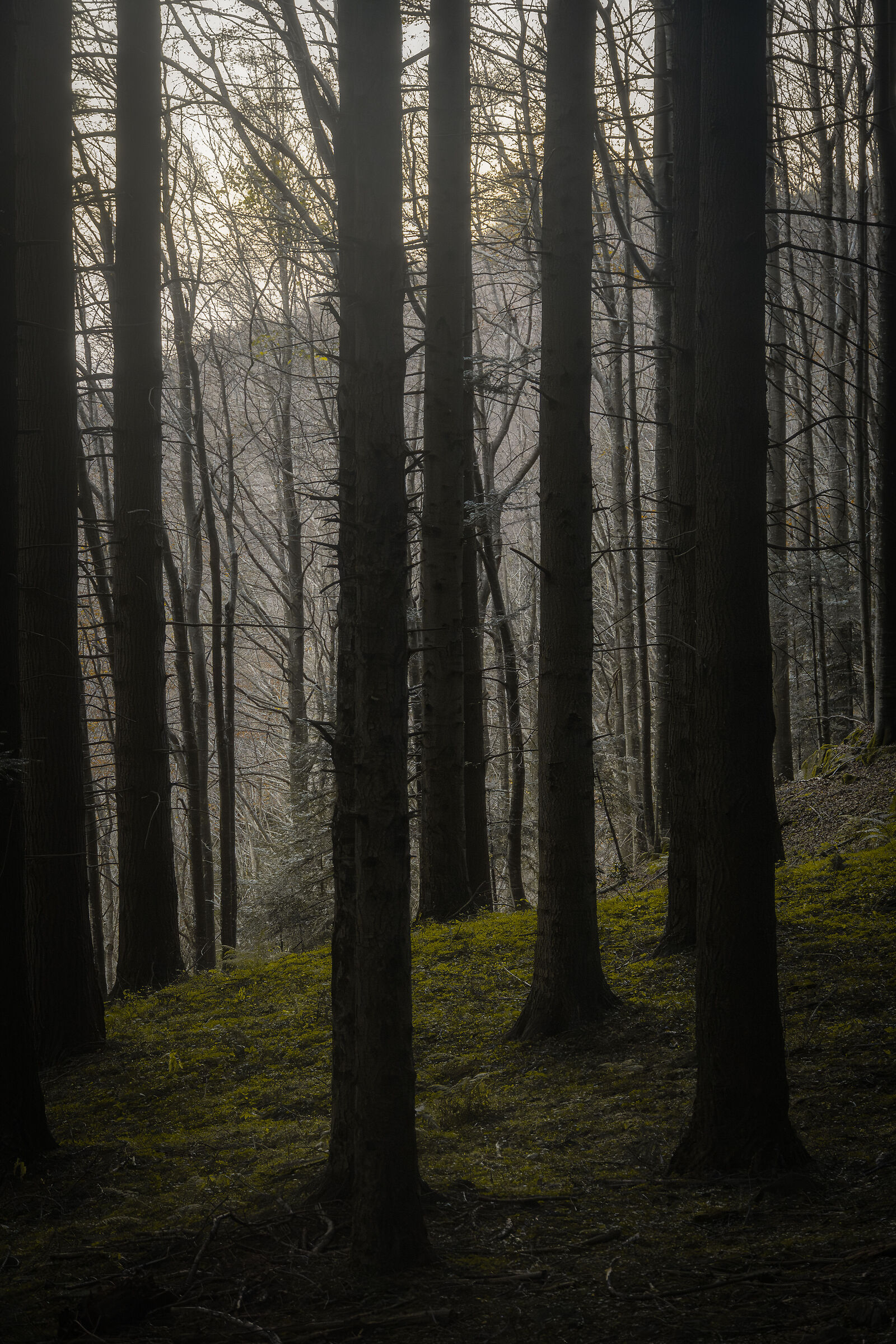 Bosco delle Cascate del Dardagna