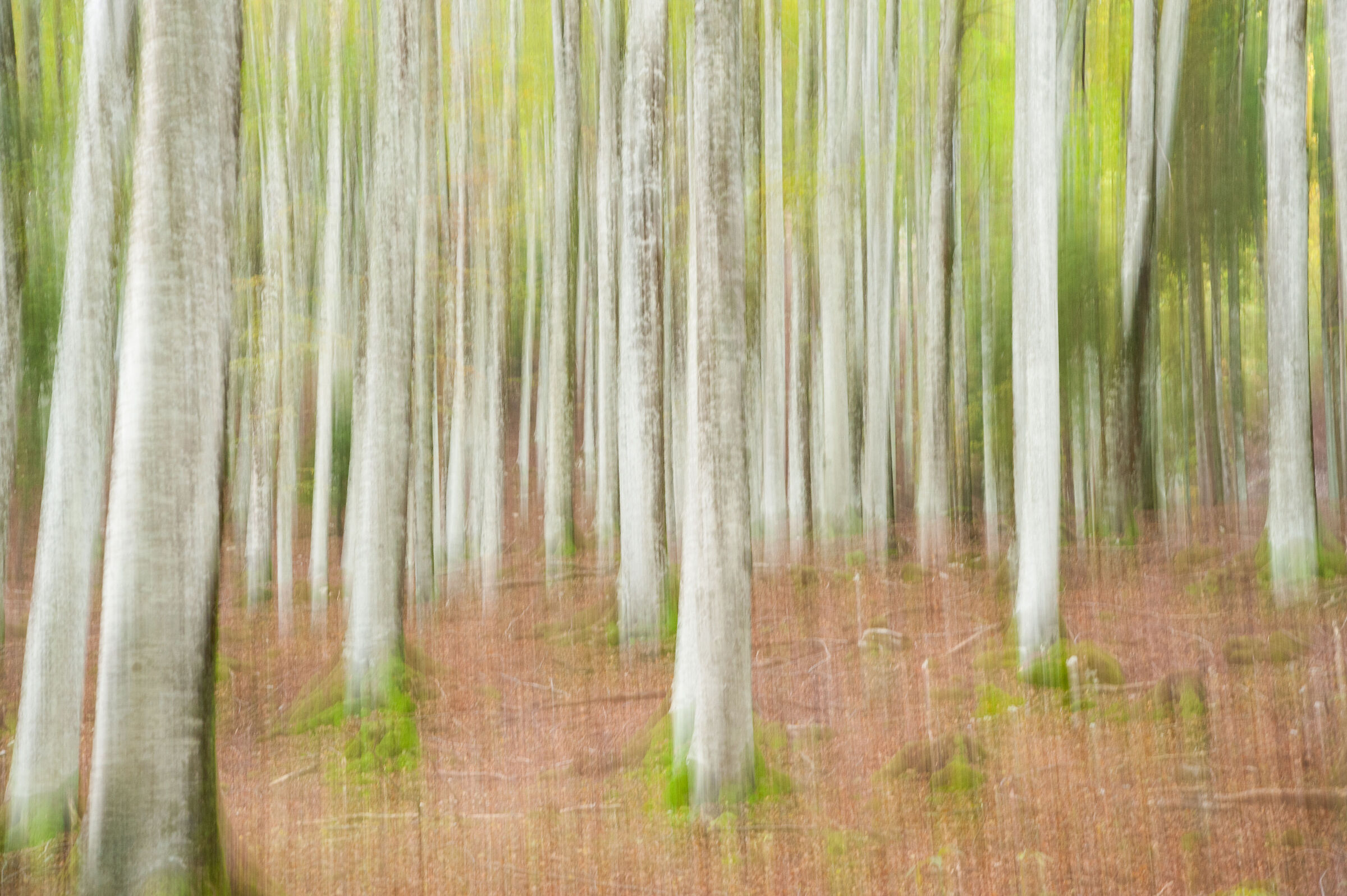 foresta del cansiglio