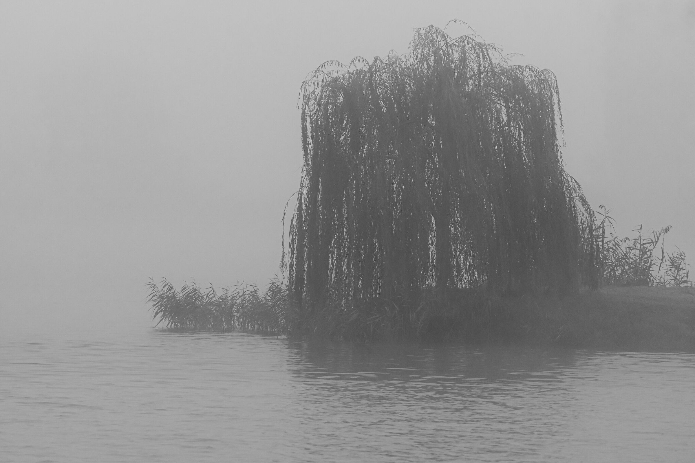 nebbia sul lago