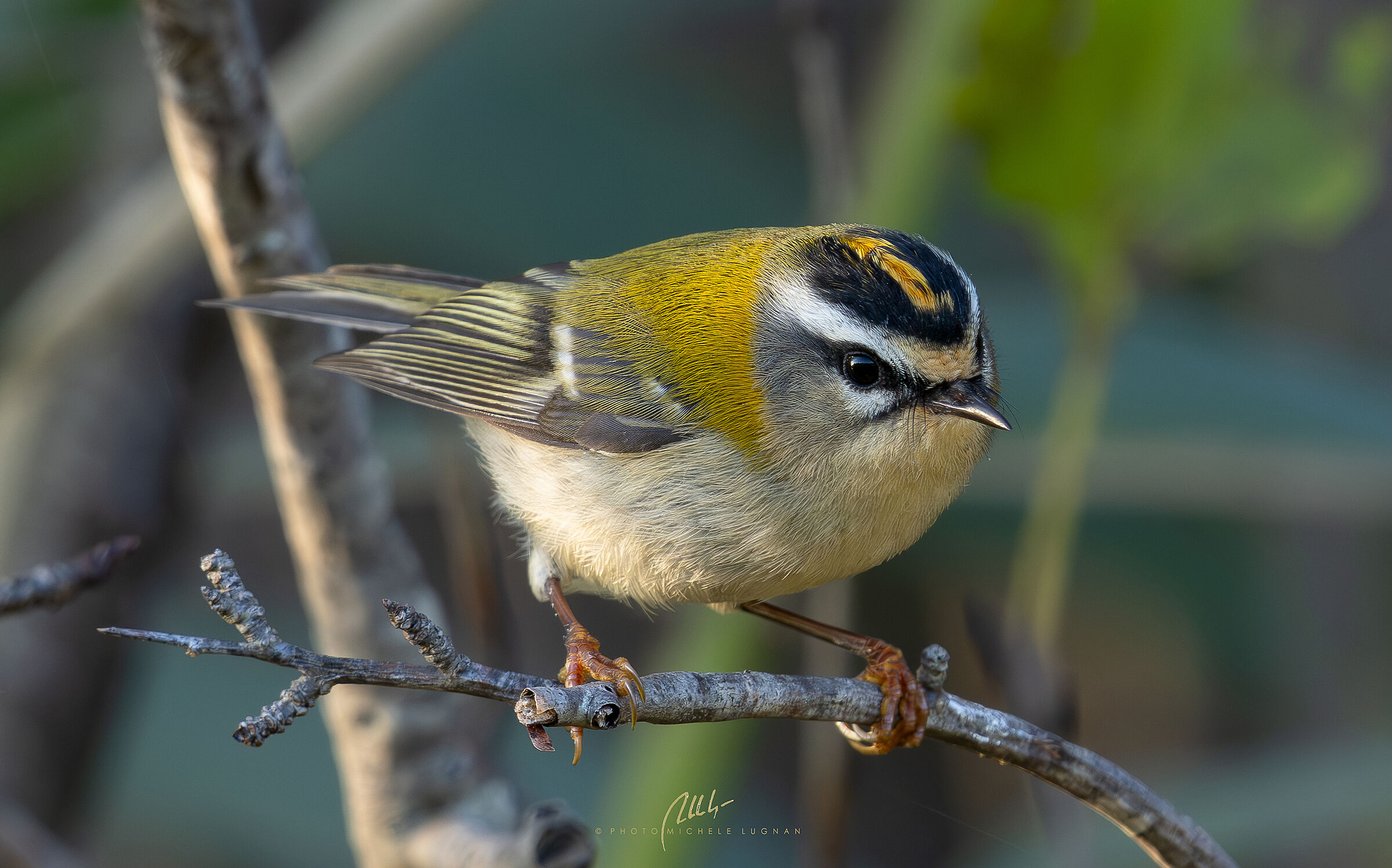 firecrest