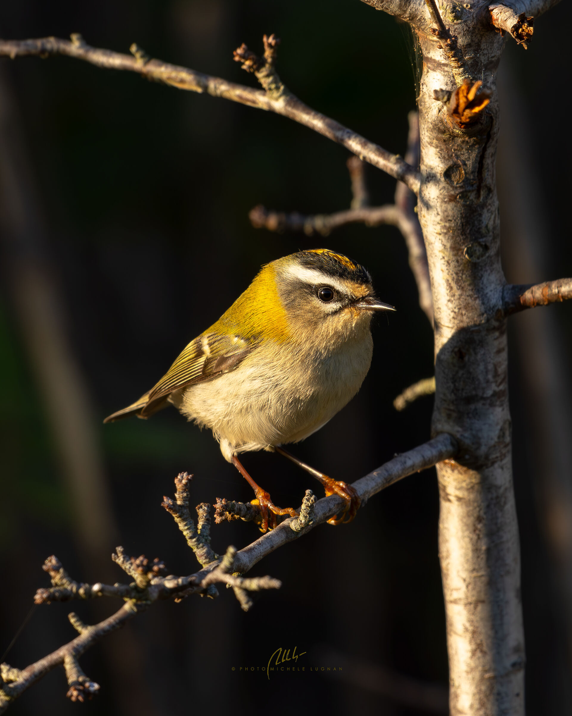 firecrest