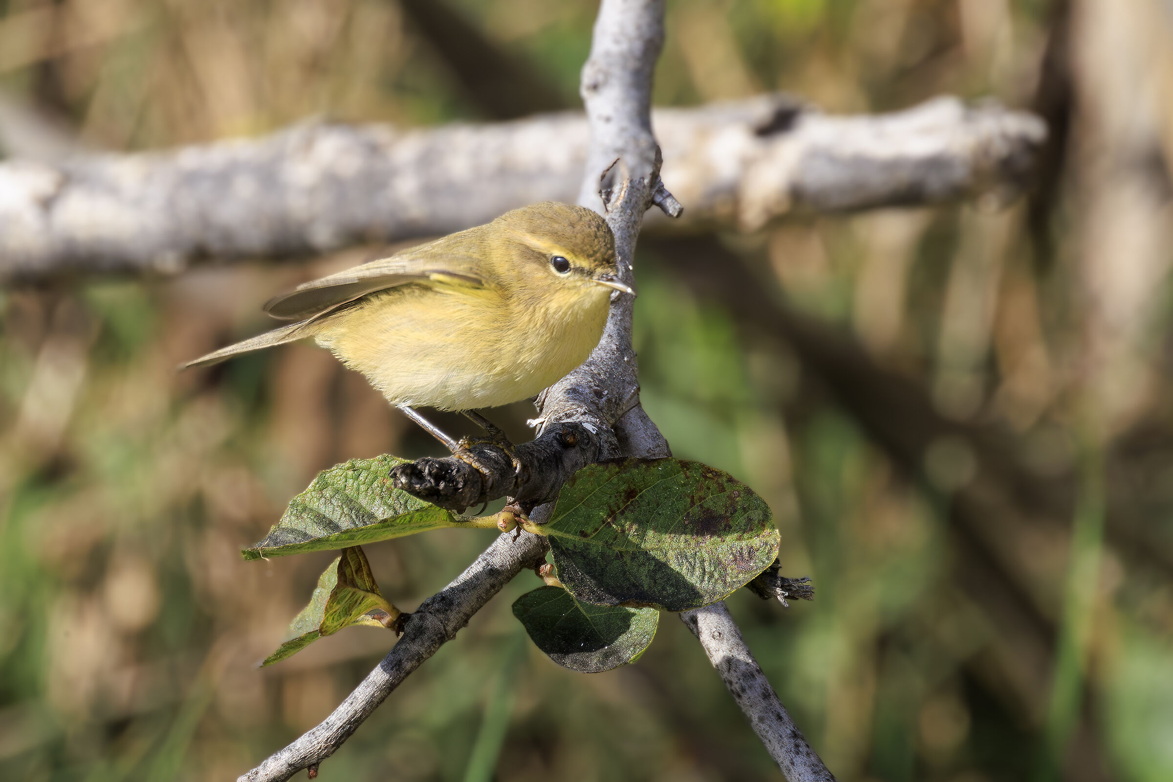Chiffchaff